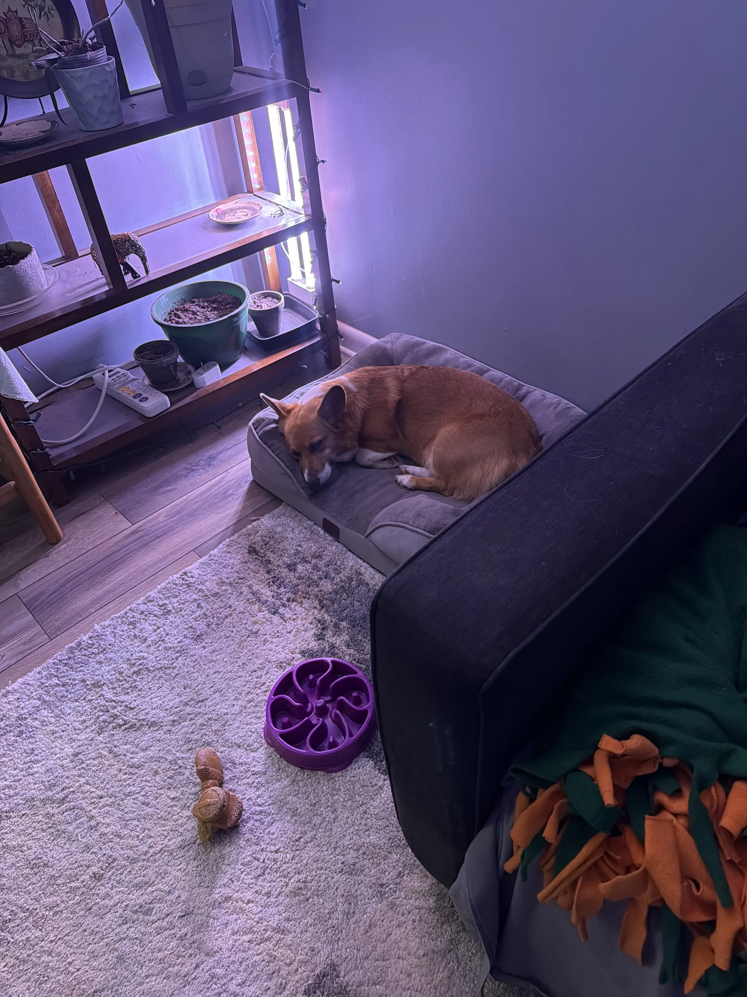 Orange and white corgi rests on a squishy dog bed next to a bookshelf and couch.