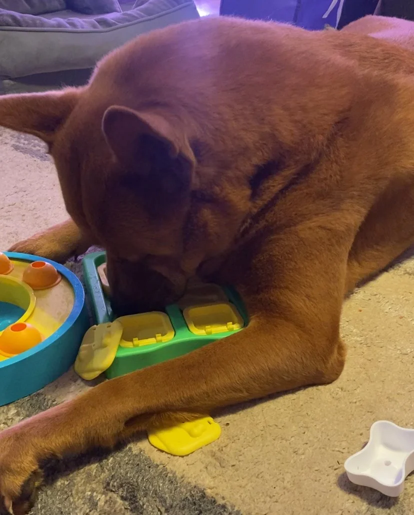 Large brown dog sticks his nose in a green and yellow plastic food puzzle.