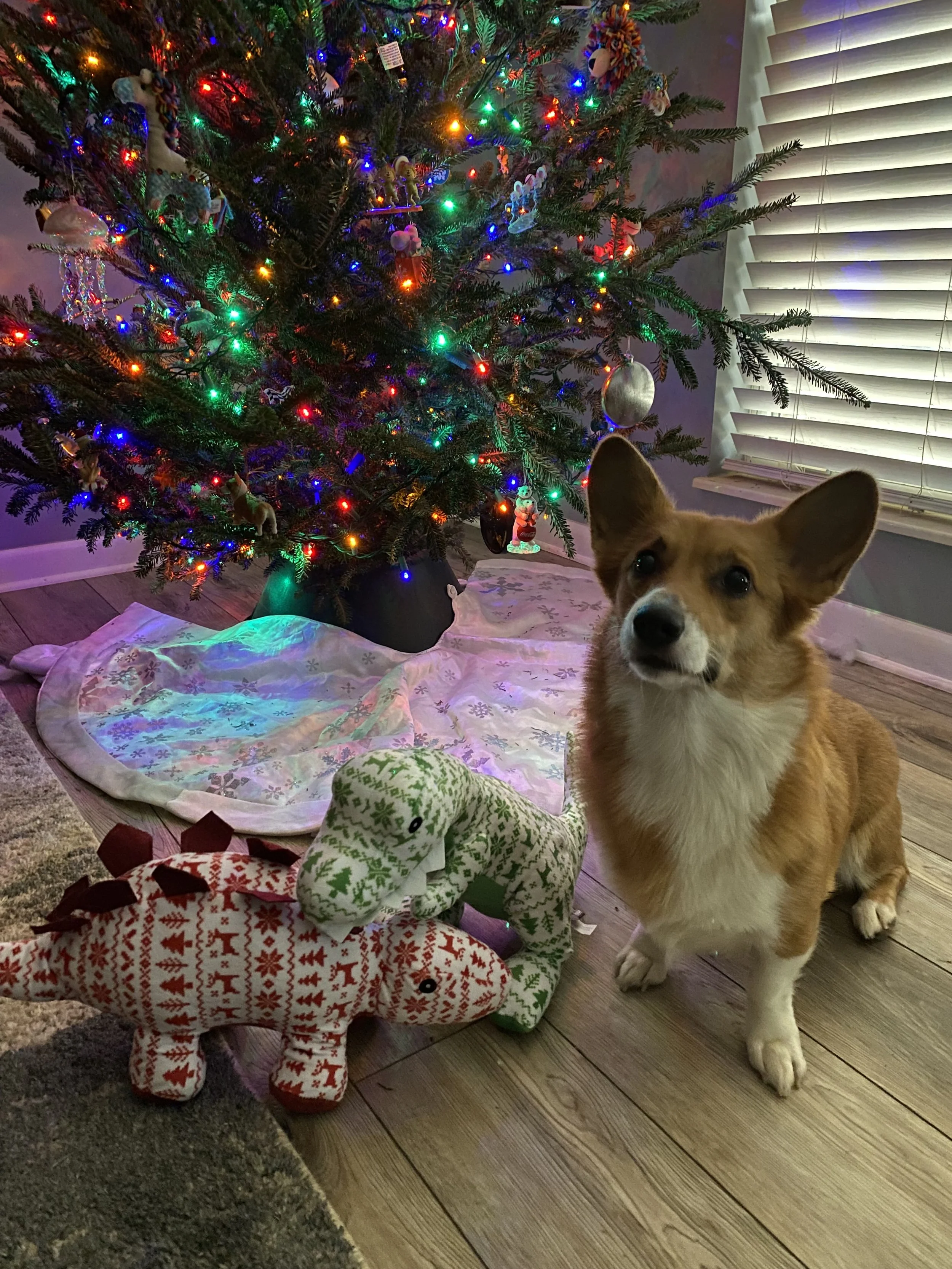 A young corgi with an orange and white coat sits near a lit Christmas tree. She is sitting with two giant stuffed dinosaur toys, one with a red Christmas pattern and the other with a green Christmas pattern
