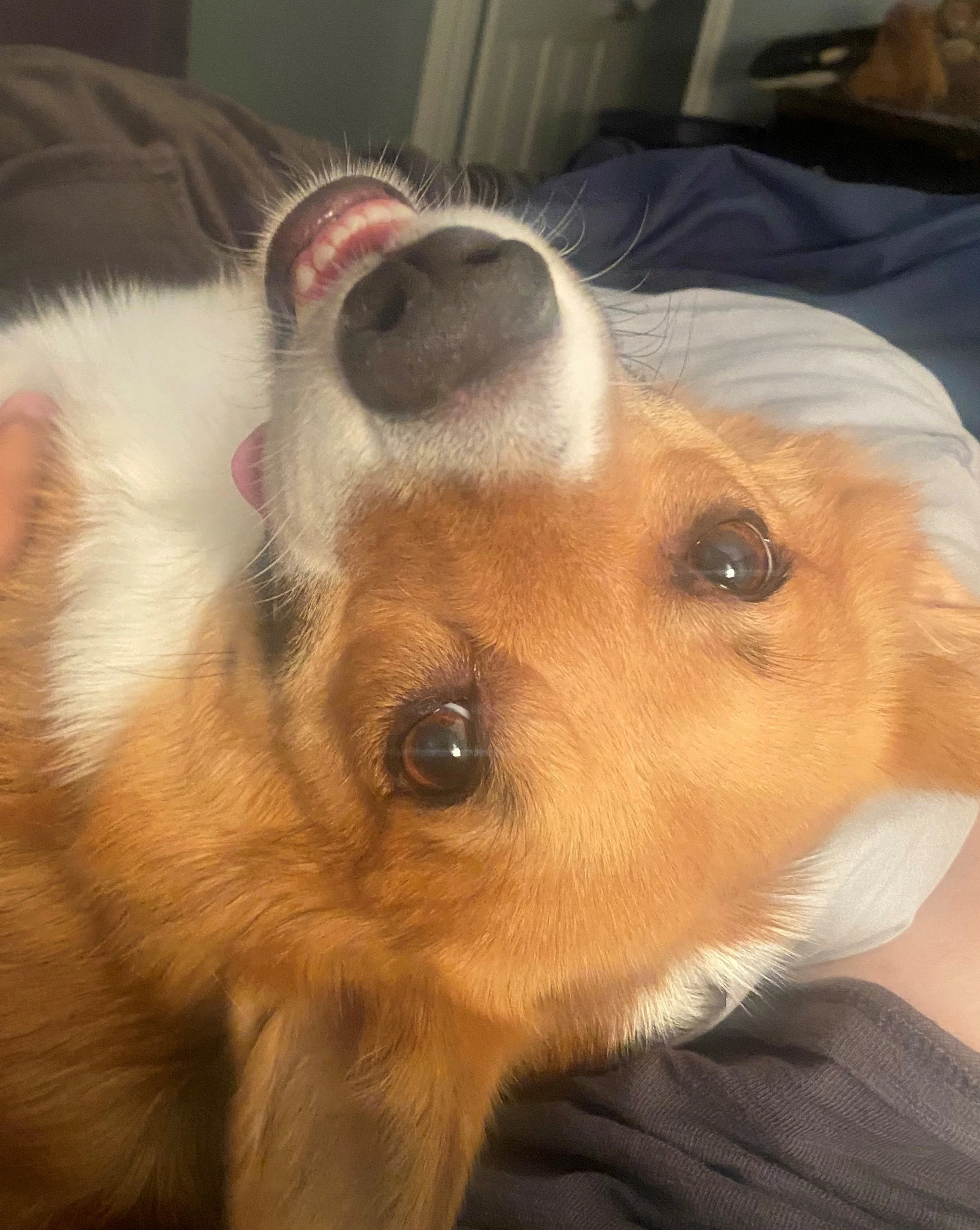 Orange and white dog lays upside down facing camera. Mouth is open slightly with a tip of her tongue poking out the side of her mouth.