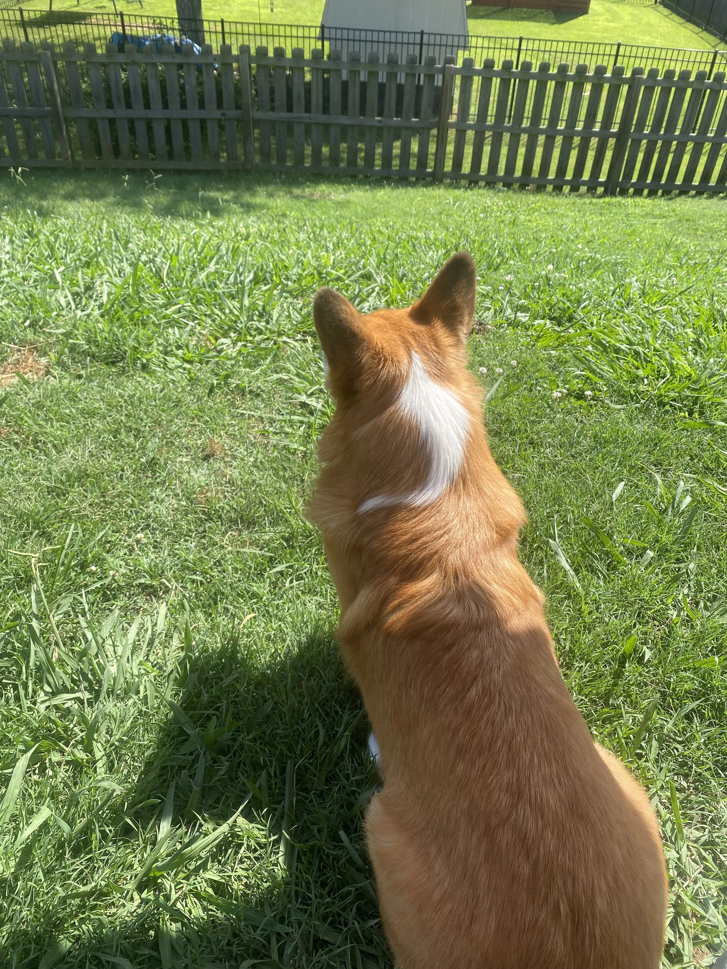 An orange and white corgi sits on a grassy hill staring towards the fence that is at the bottom of the hill
