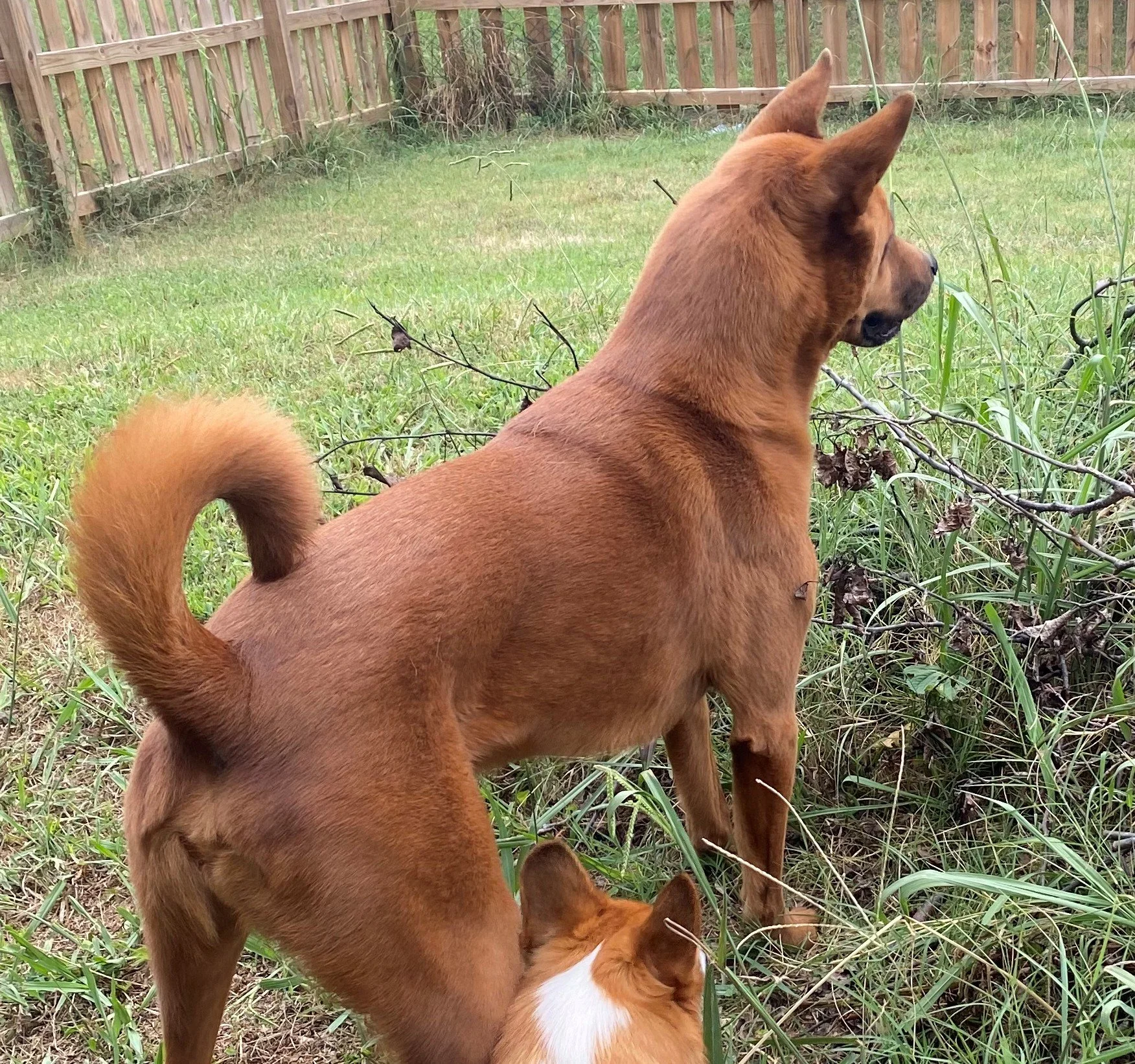 Large brown dog stands on all four paws staring away from the camera at something not in sight.