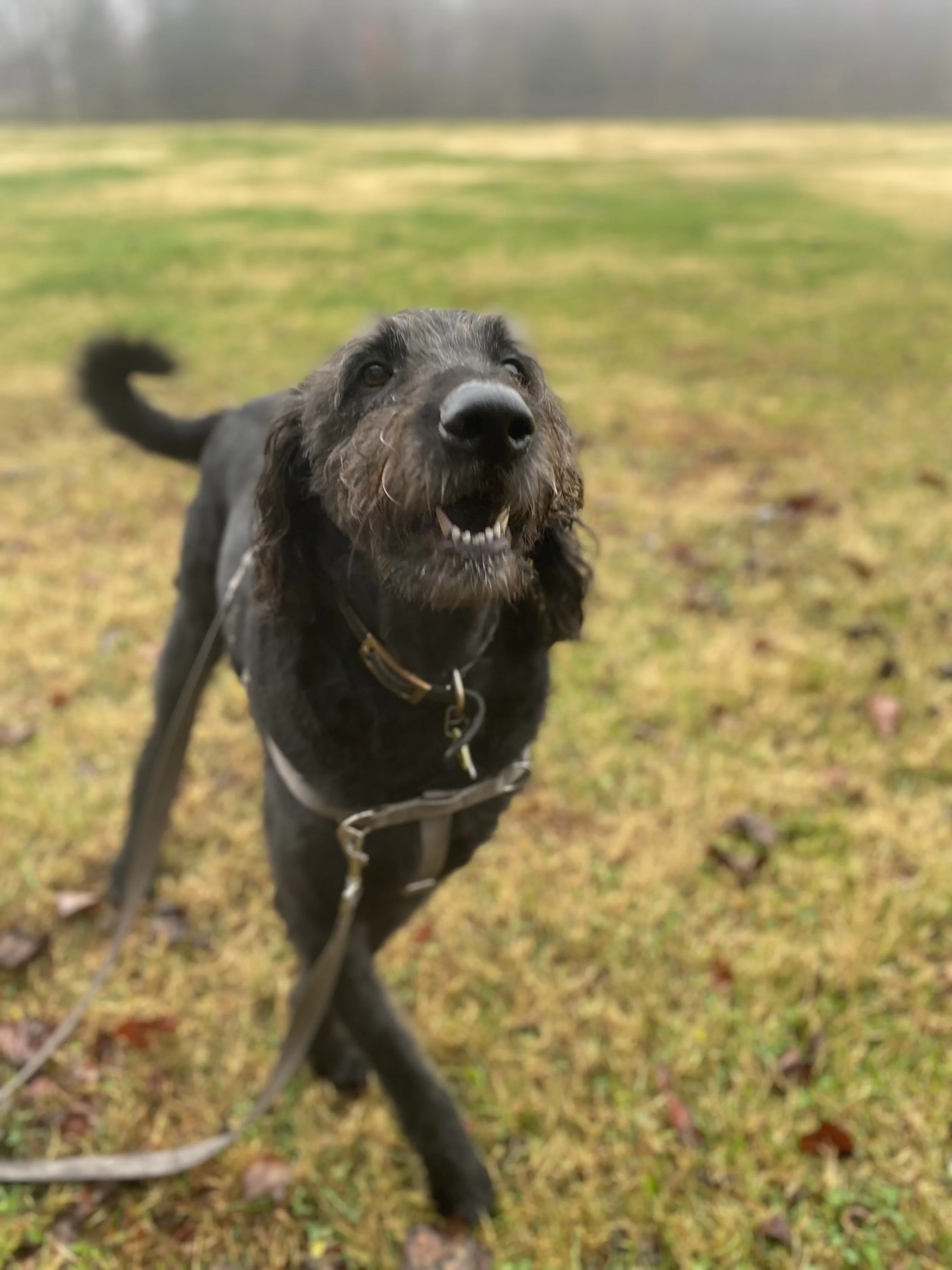 Big shaggy black dog looks at camera while out at a park.