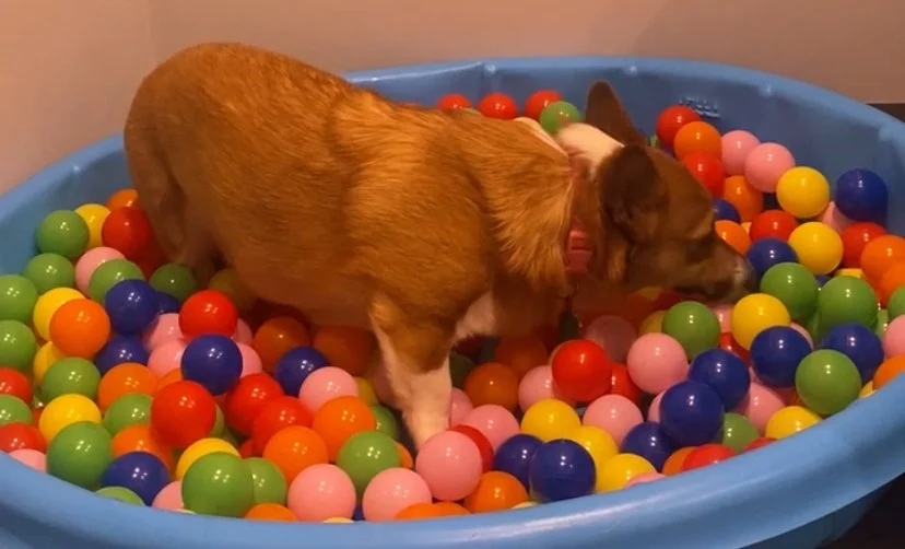 Small orange colored corgi stands in a plastic kiddie pool filled with colorful plastic balls. She has her face down in the balls sniffing out treats.