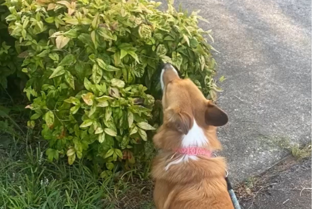 A small orange dog with a white patch on the back of her neck, stands in front of a bush. She is reaching her head up to sniff a particular leaf on the bush.