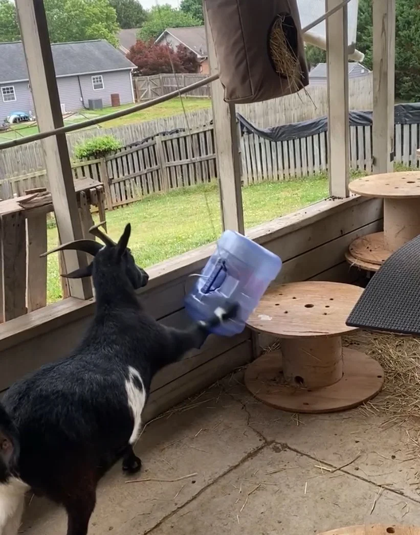 Black goat faces away from the camera towards a puzzle food toy. He is outside. The puzzle toy is a large 5 gallon water jug hanging upside down by a rope. There are large spools near him and wooden pallets perched against the wall.