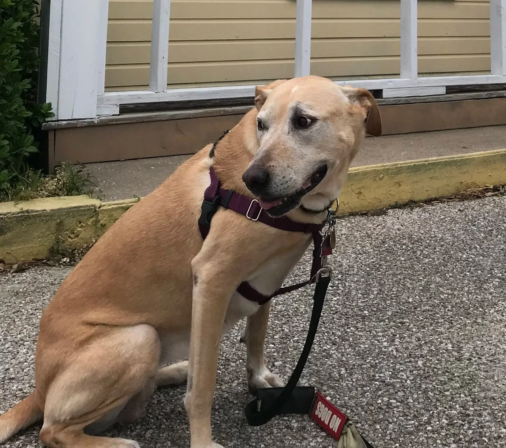 Large blond dog sits in front of a yellow building. The dog's body is sitting diagonal to the camera, with her face looking the other direction. She has her mouth slightly opened with tongue pulled back.