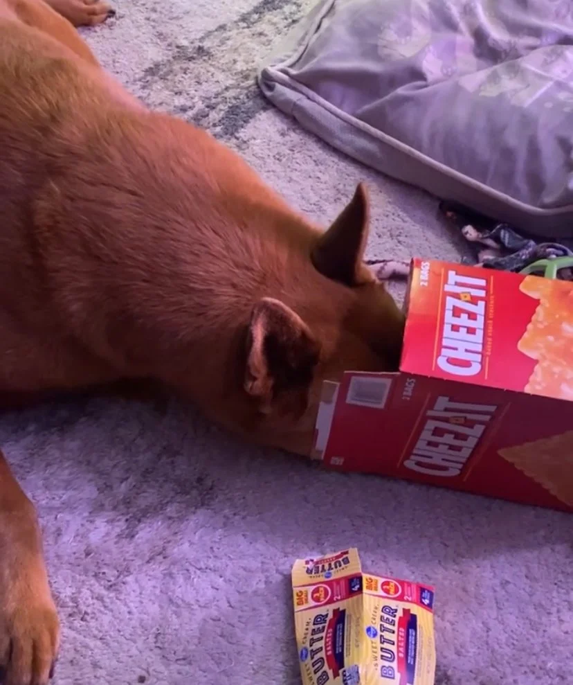 Large brown dog lays on the floor with his face in a large Cheez-IT brand box.