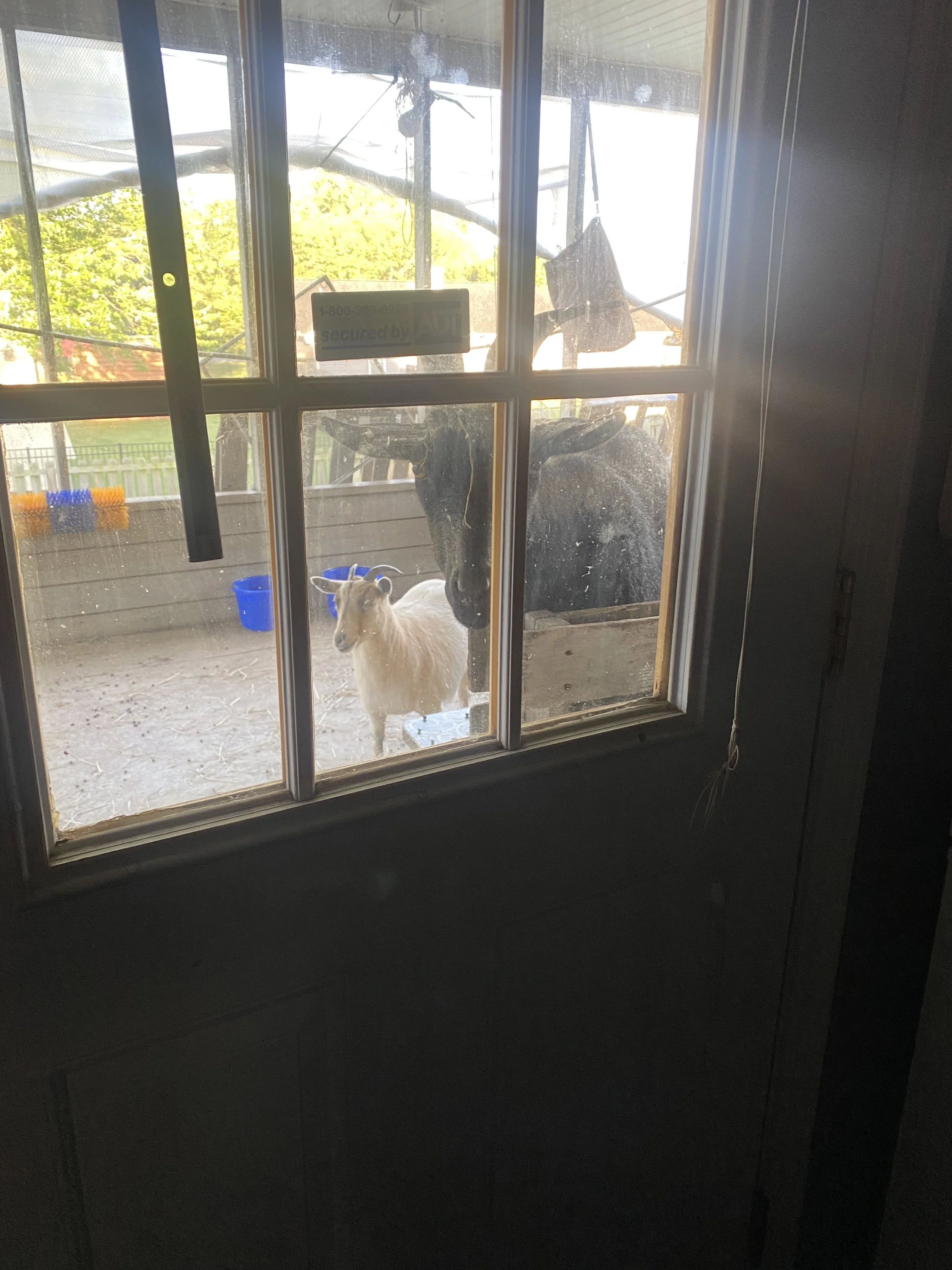 Through a window on a door a black goat peers in. Behind him on the floor is a white goat facing the same direction. Sunlight is luminating around them.