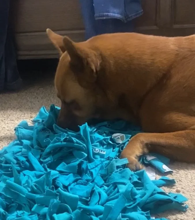Big dark brown dog using a blue snuffle mat enrichment toy to search for hidden treats indoors.