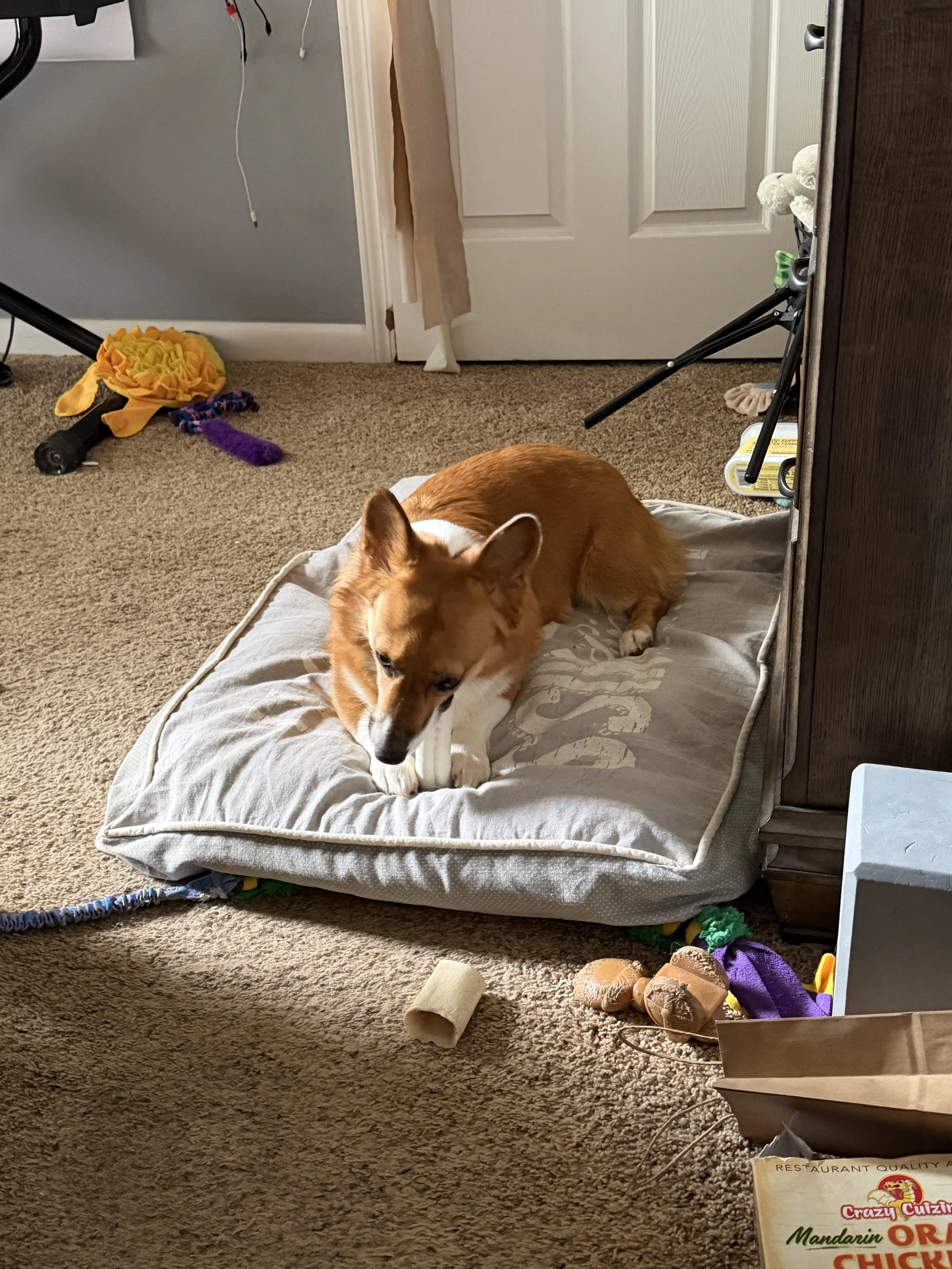 Orange and white corgi lays on a large grey dog bed and chews on a bone.