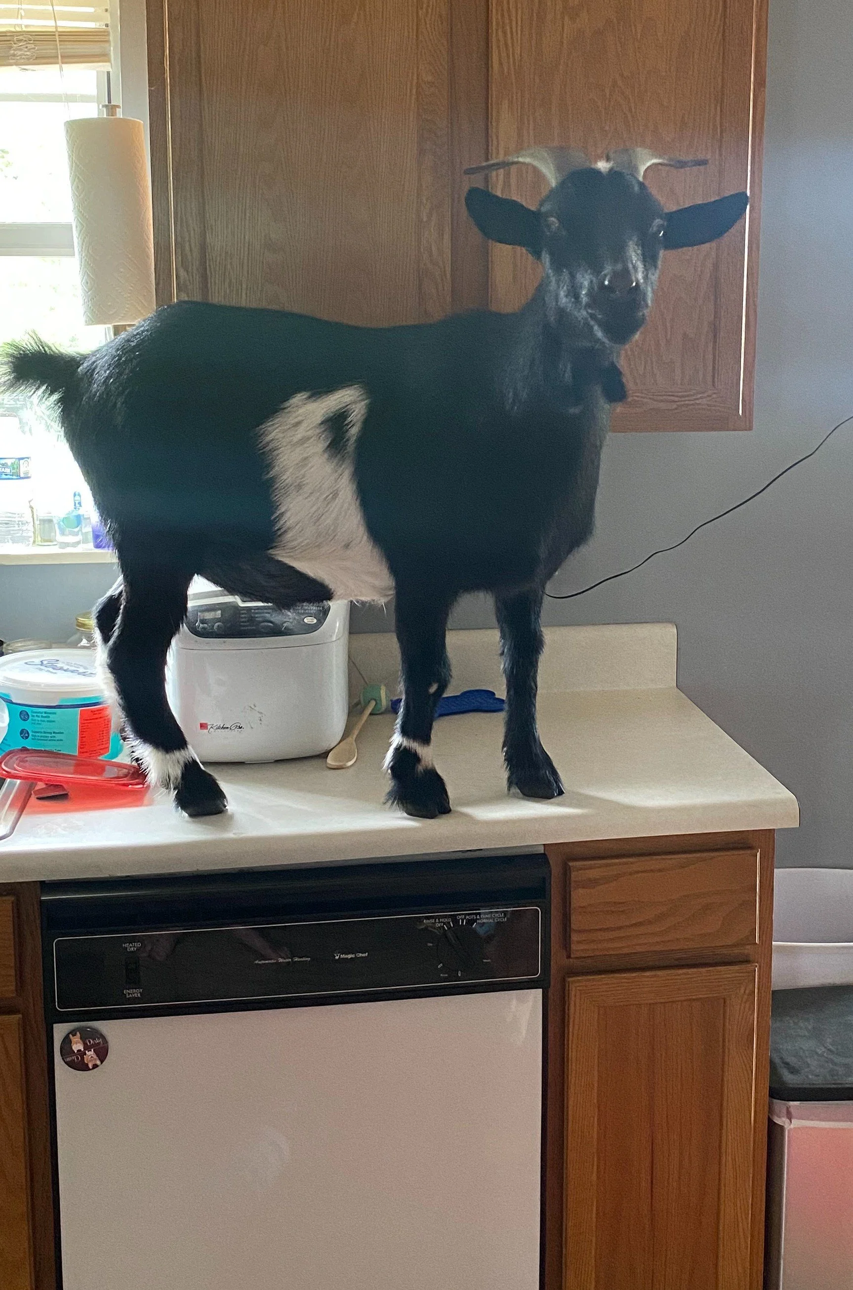 A black and white goat is standing on the kitchen counter looking at the photographer.