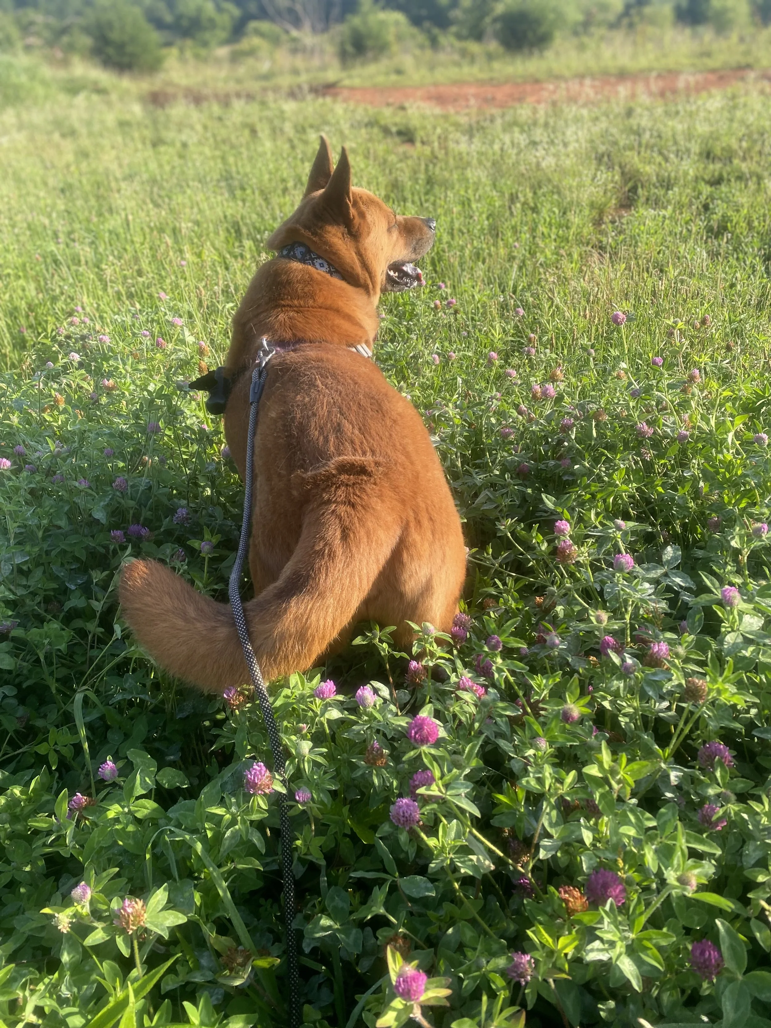 Large brown dog stands in a field of purple wildflowers. Standing looking away from the camera