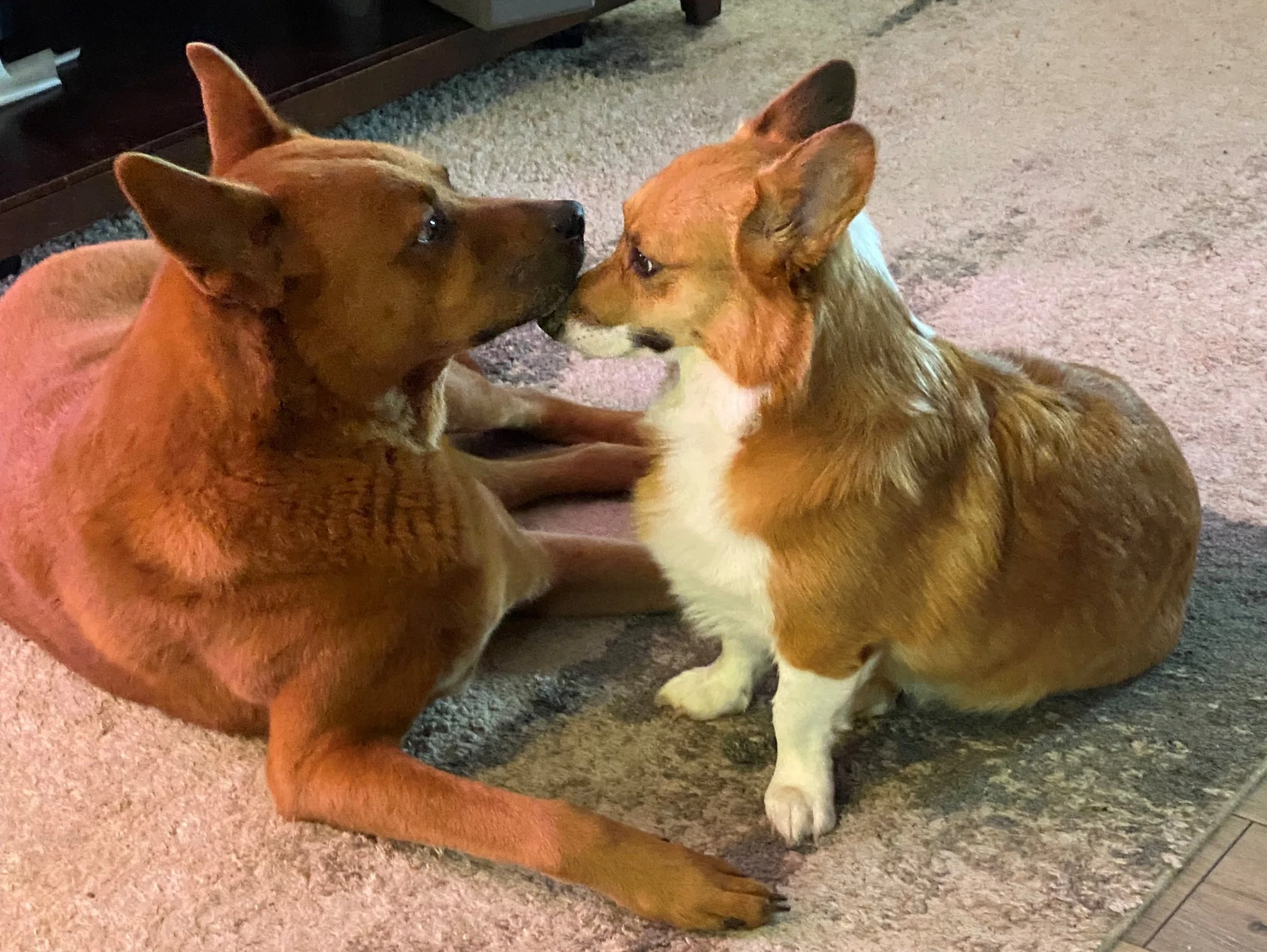 Two dogs (one large brown dog on the left and one smaller white and orange one on the right) face each other. The large brown dog is laying down and has his muzzle resting on top of the smaller dogs muzzle and she sits facing him.