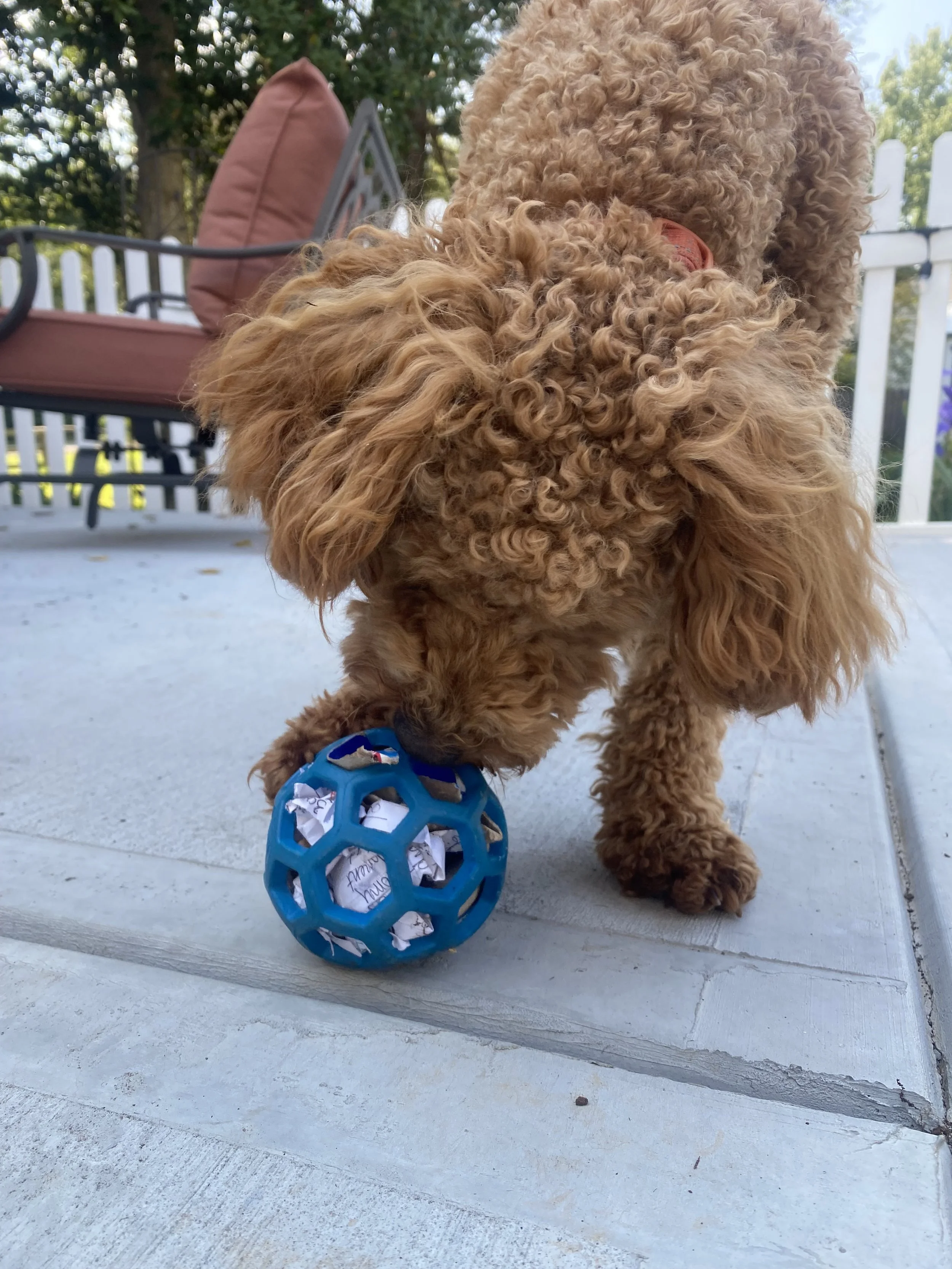 A brown curly-haired dog engaging with a DIY enrichment toy made from a blue ball filled with paper, providing mental stimulation on a patio.