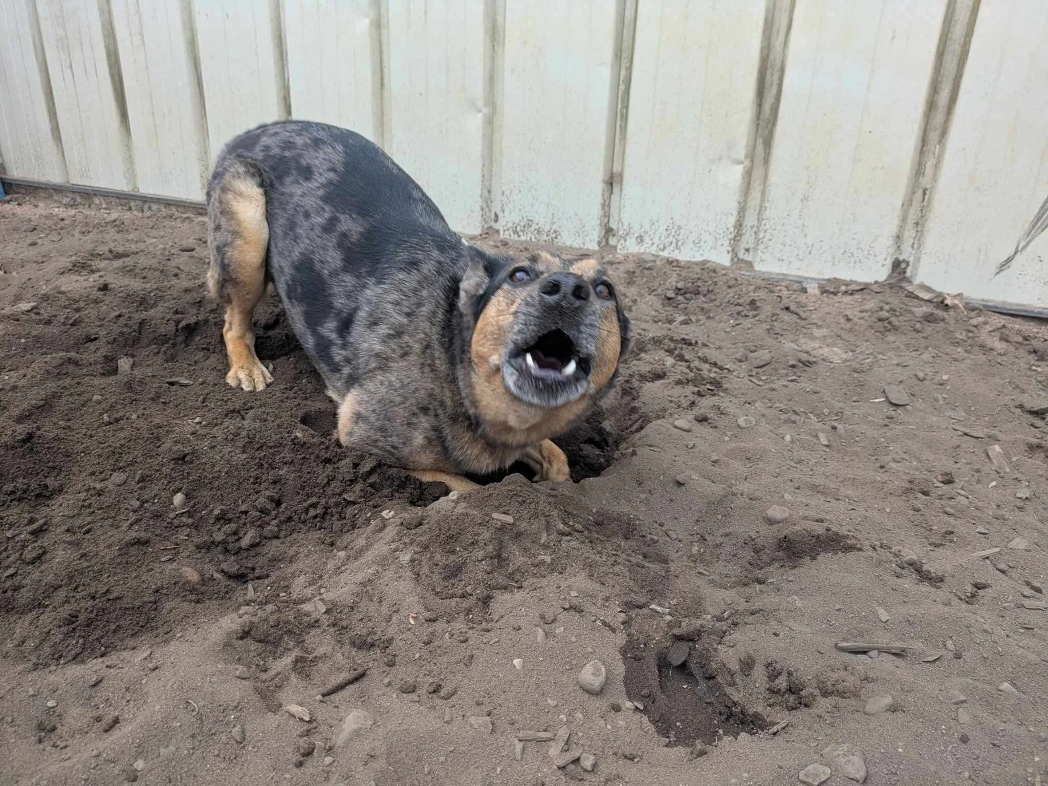 Cattle dog lays in a downward dog position. His front feet are in a hole while his head is facing the camera. The still shot caught dog mid bark.