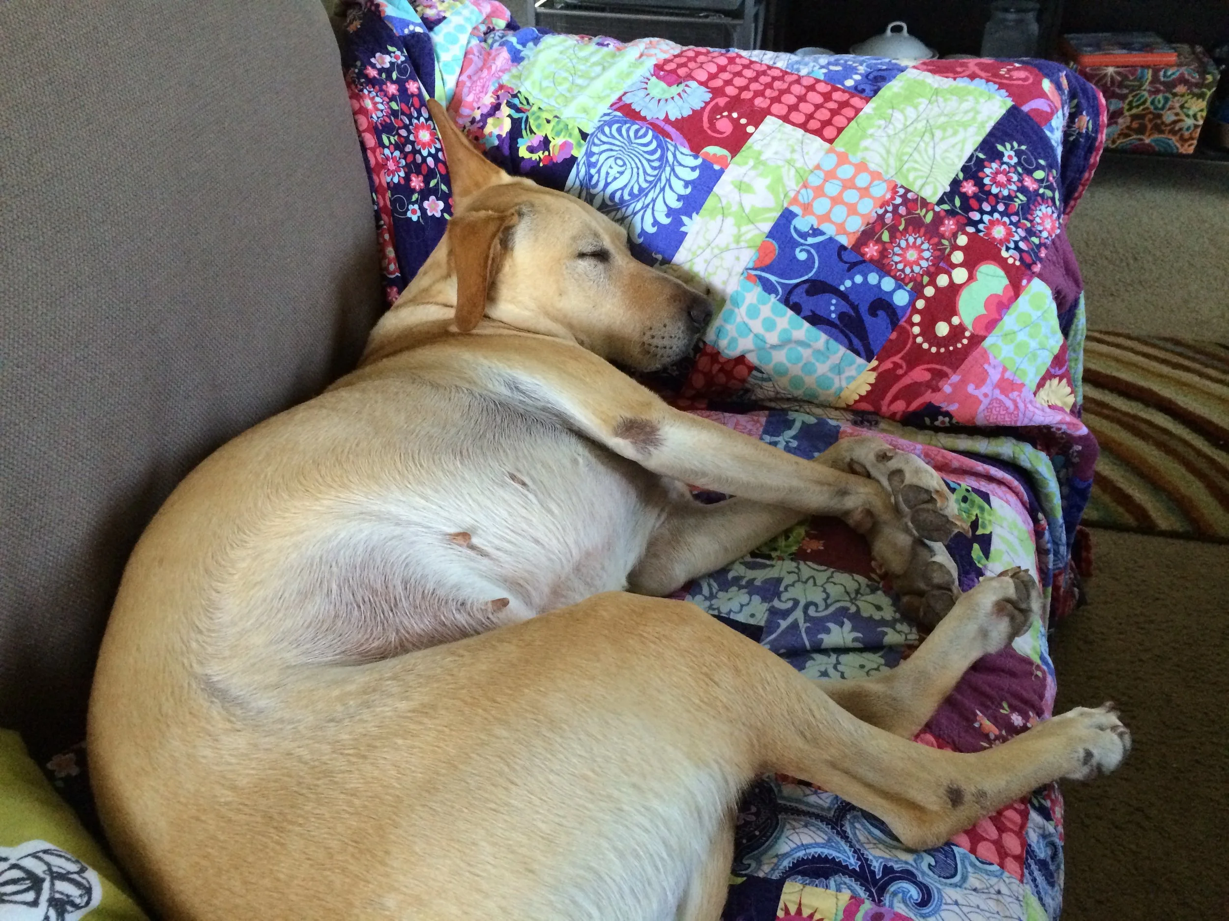 Large blond dog naps on a colorful checkered blanket on the couch. The dog's head is propped up on the arm rest of the couch.