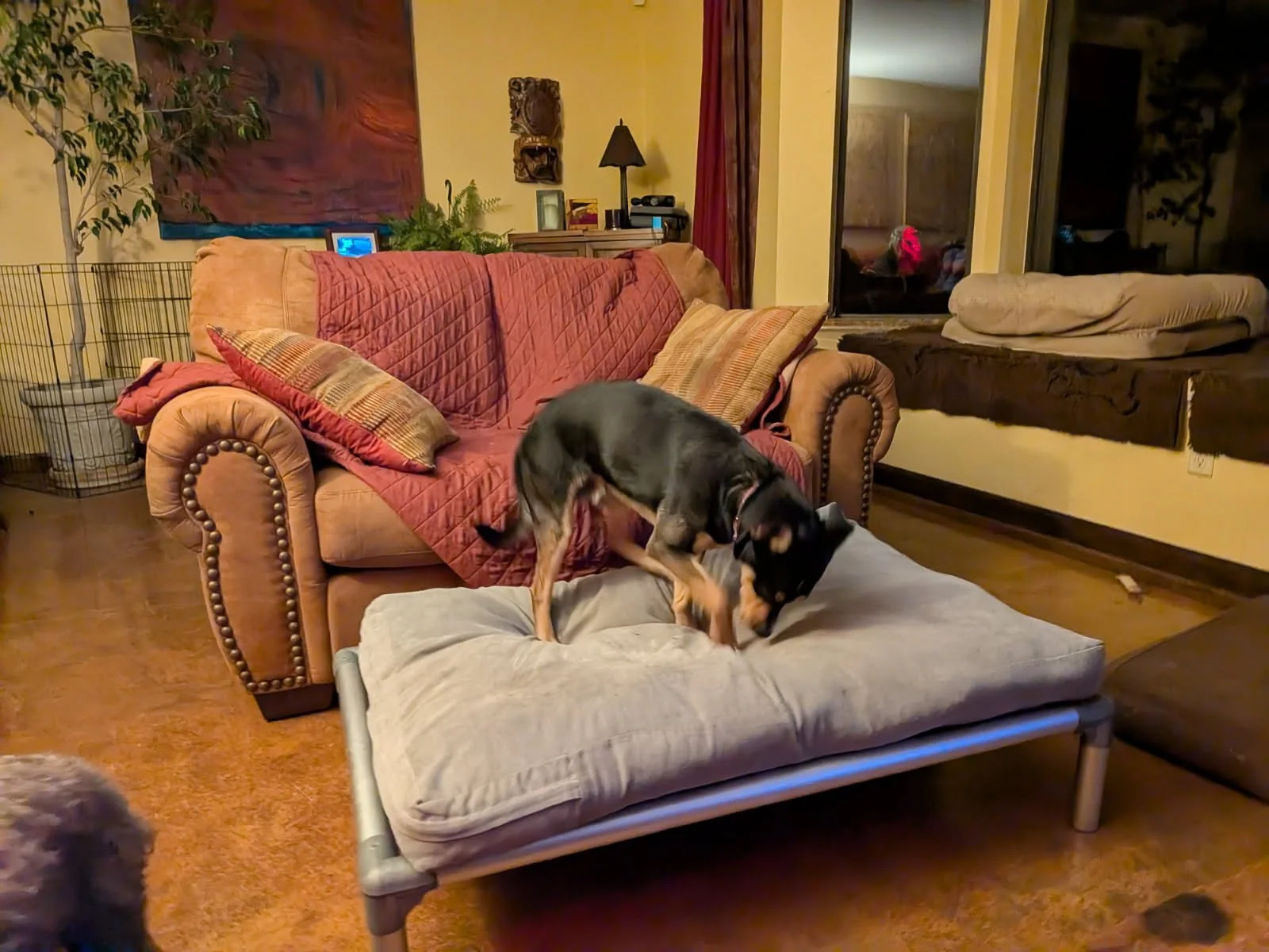 In the center of a living room is a brown love seat with a red blanket. In front of that is a cot dog bed with a giant grey pillow covering it. On top of the pillow a small black and brown dog digs at the pillow.