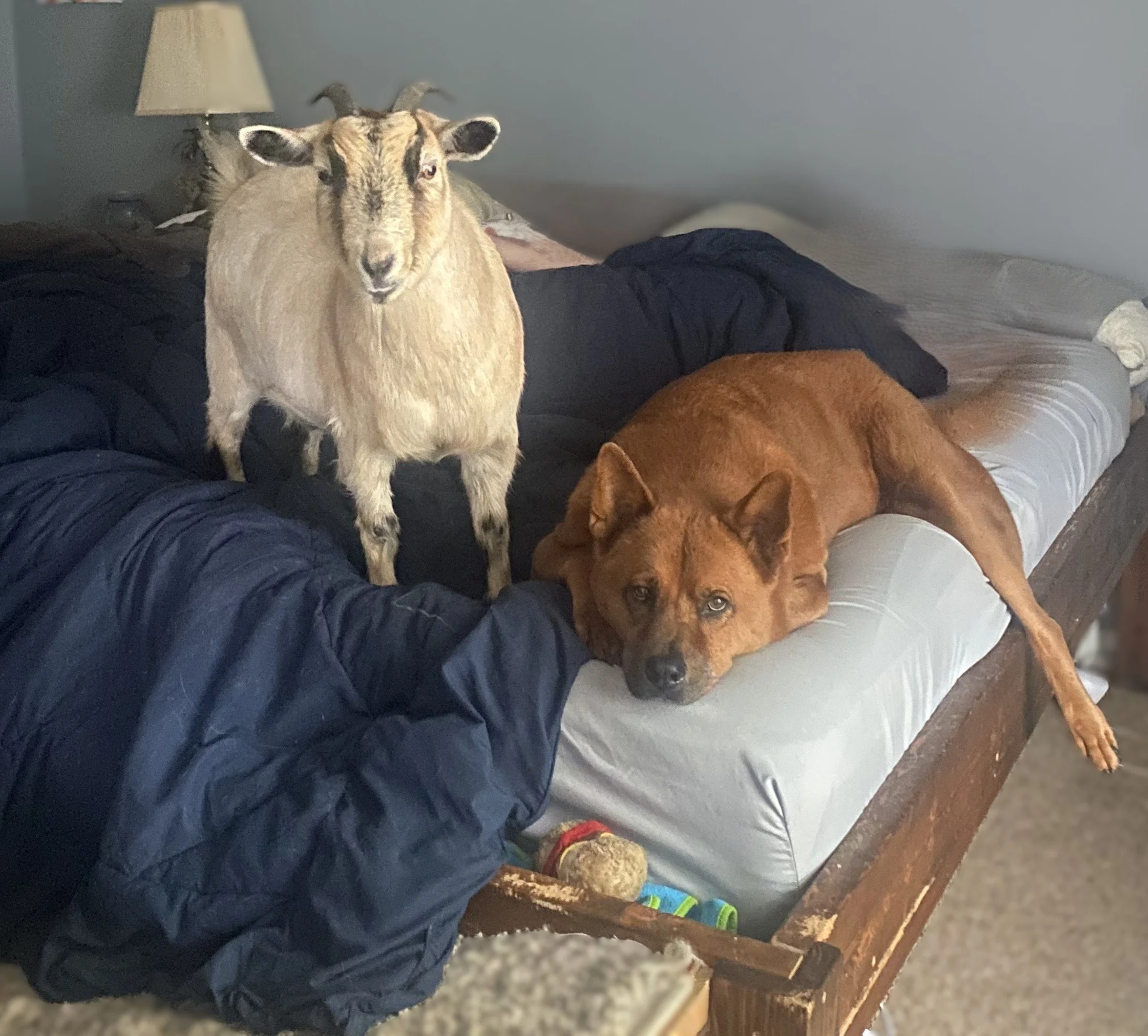 Small white goat stands next to a large brown dog that is laying down. Both are on a human bed.