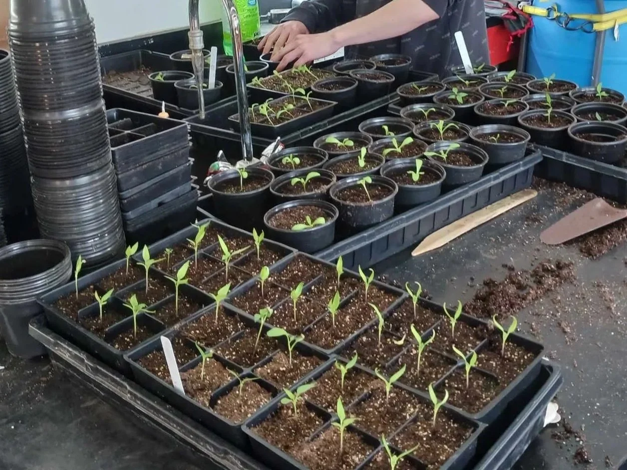 Agriculture and Growth Support Program