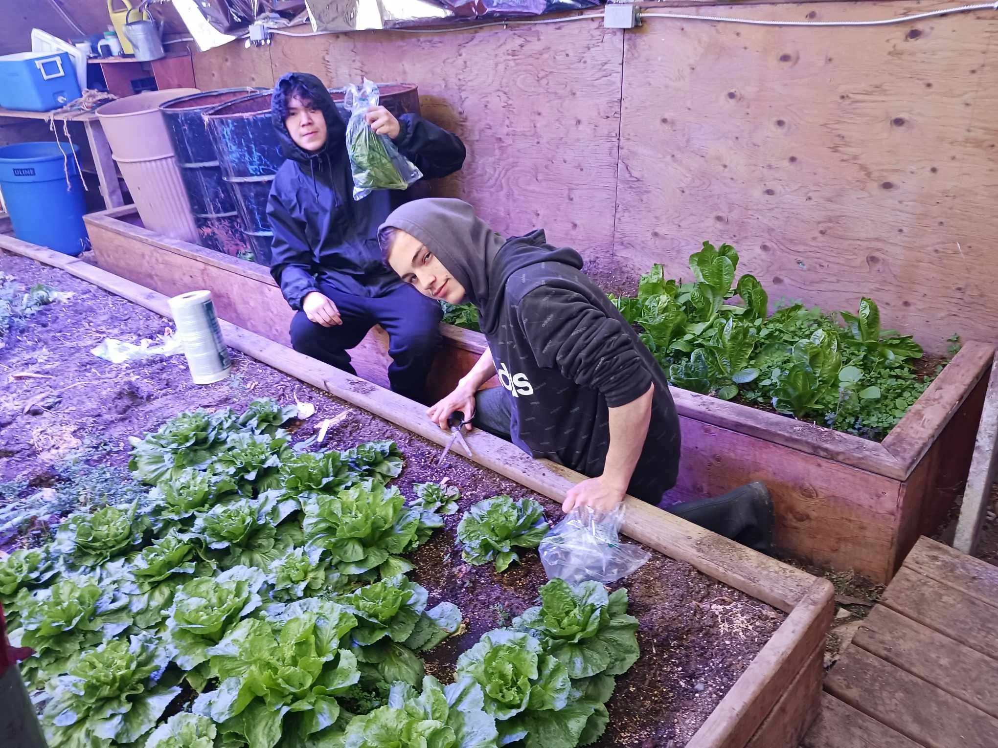 Harvester Program