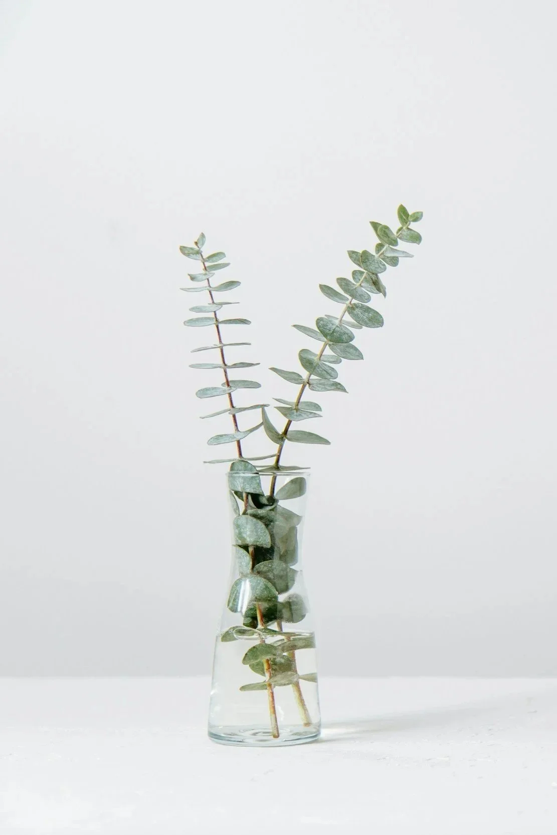 Two sprigs of eucalyptus in a clear, minimalist glass vase on a white background.