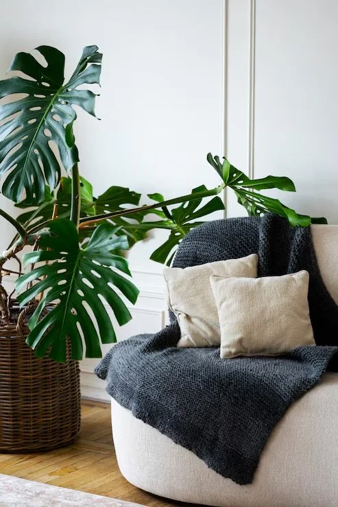 Living room corner with large monstera plant in a wicker basket, beige sofa with dark throw blanket and beige pillows, white wall background.