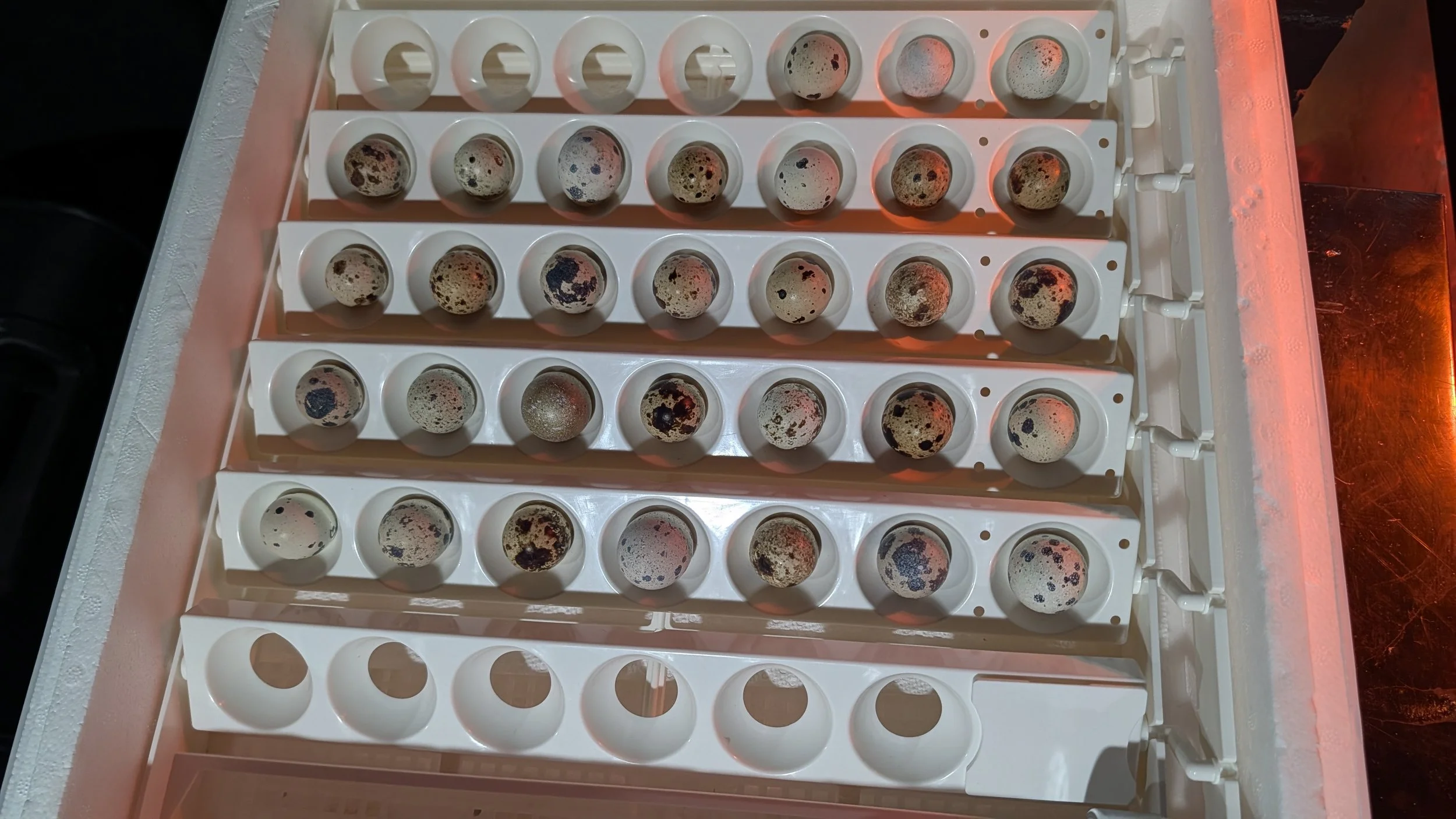 Hatching Eggs