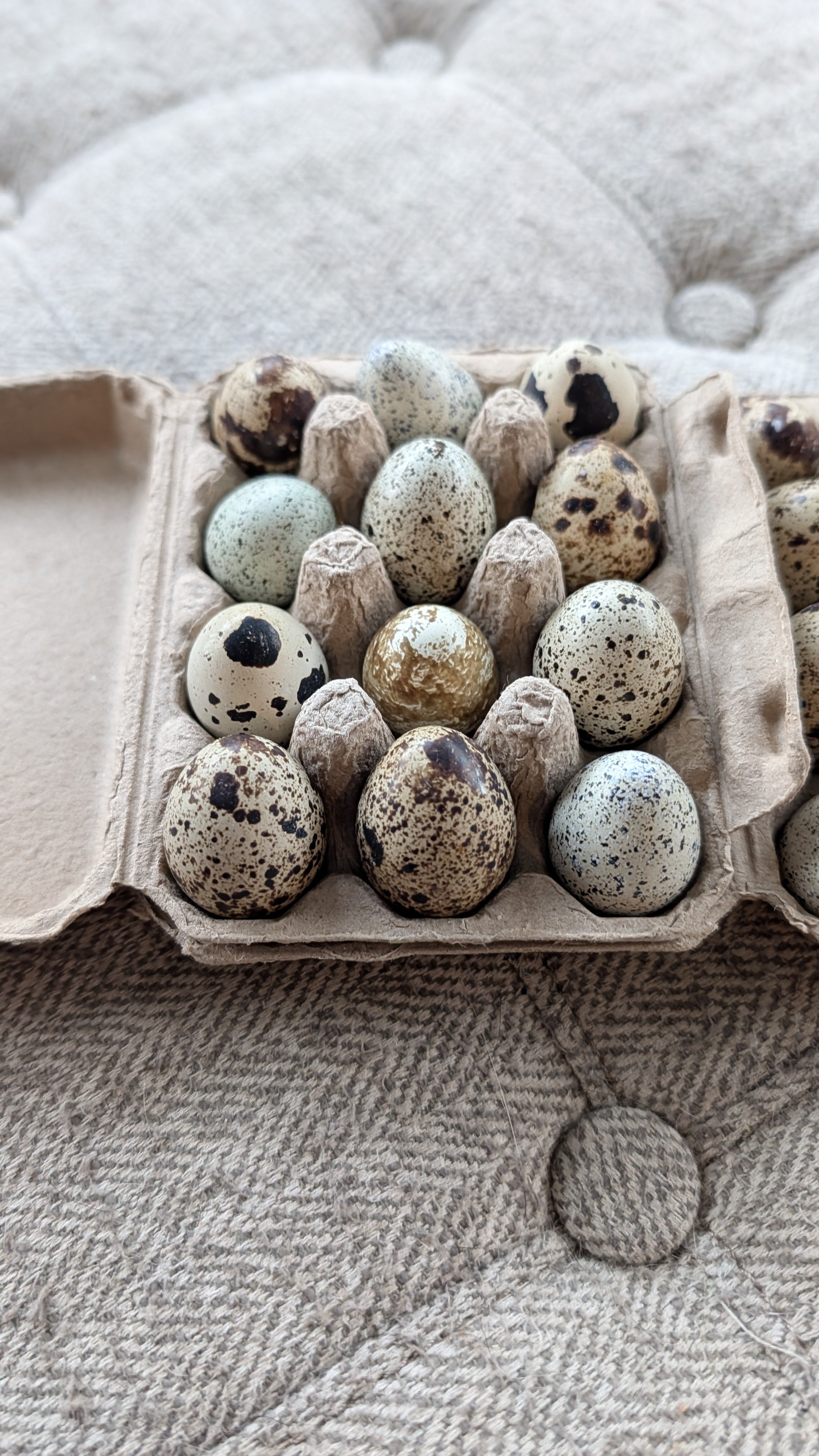 Fresh Organic Eggs