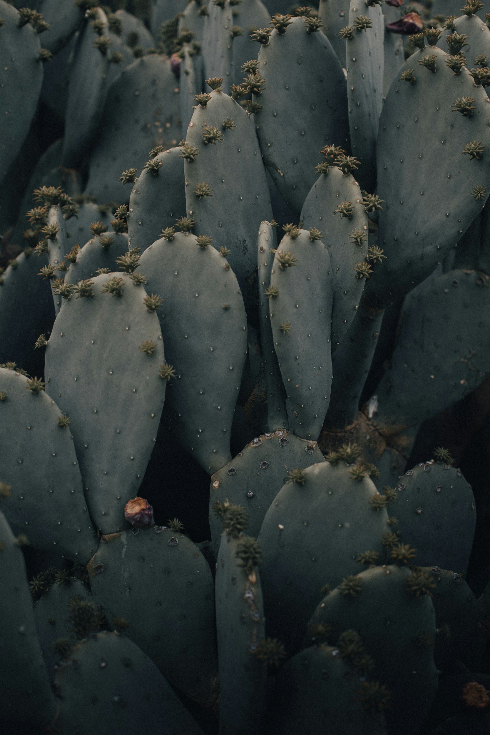 Close-up of a dense cluster of prickly pear cactus pads with small green spines and a few dark purple fruit on the edges.