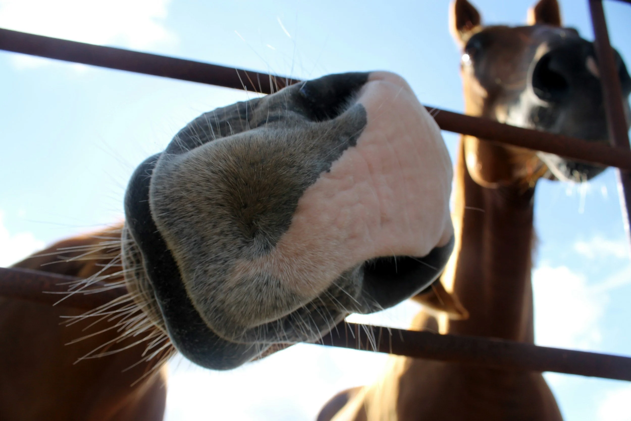 Close-up of a horse’s nose and muzzle, with a person’s hand touching it, seen from below with a blue sky background.