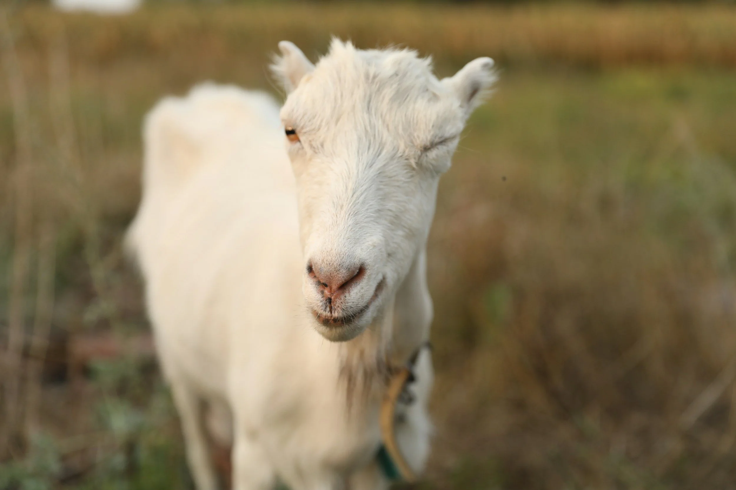 A young goat with white fur standing outdoors on a grassy area, with a blurred background of grass and foliage.