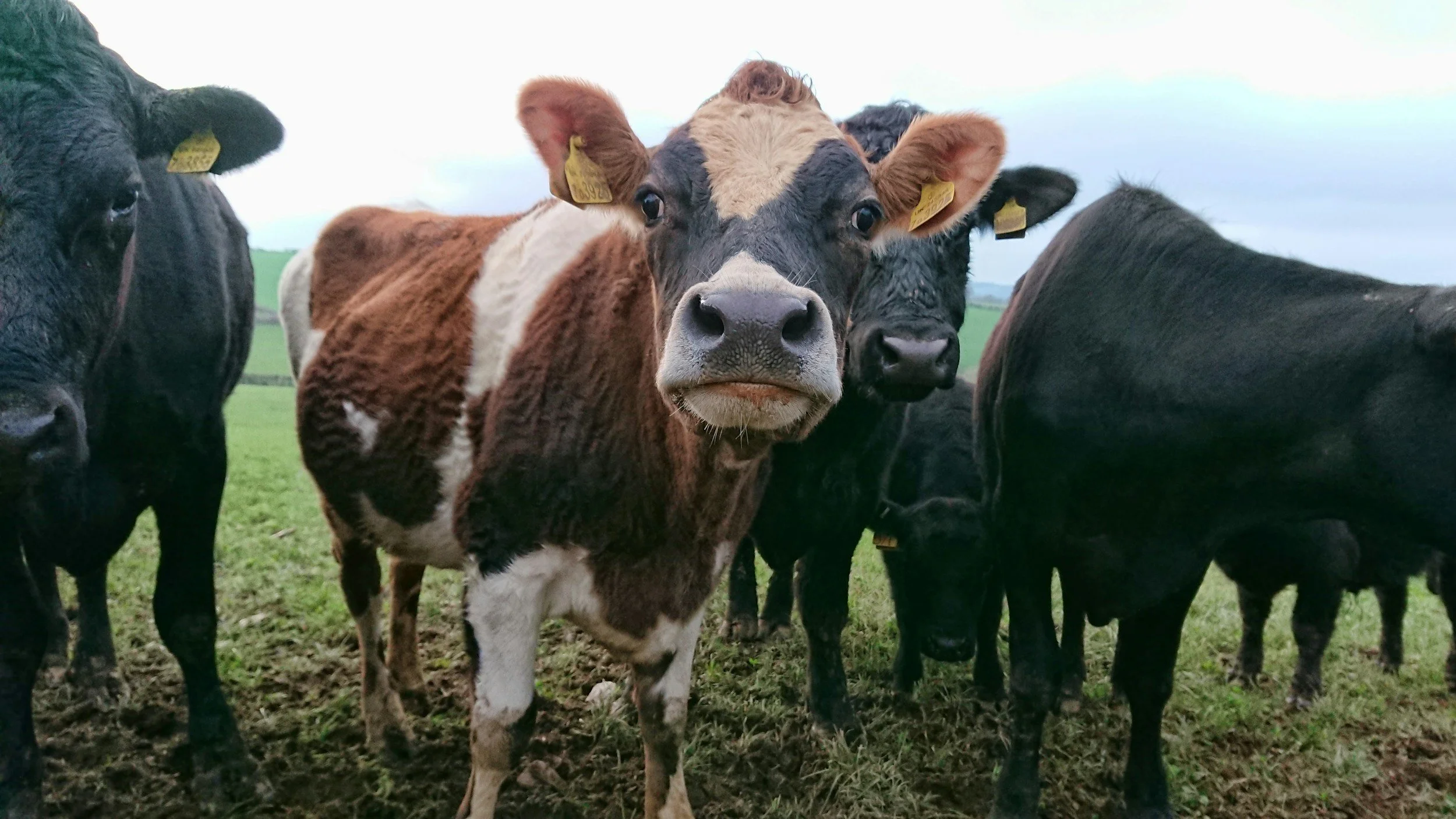 A close-up of a group of cows standing on grass, with one cow in the center facing the camera, featuring brown, white, and black fur and yellow ear tags, in a rural outdoor setting under a cloudy sky.