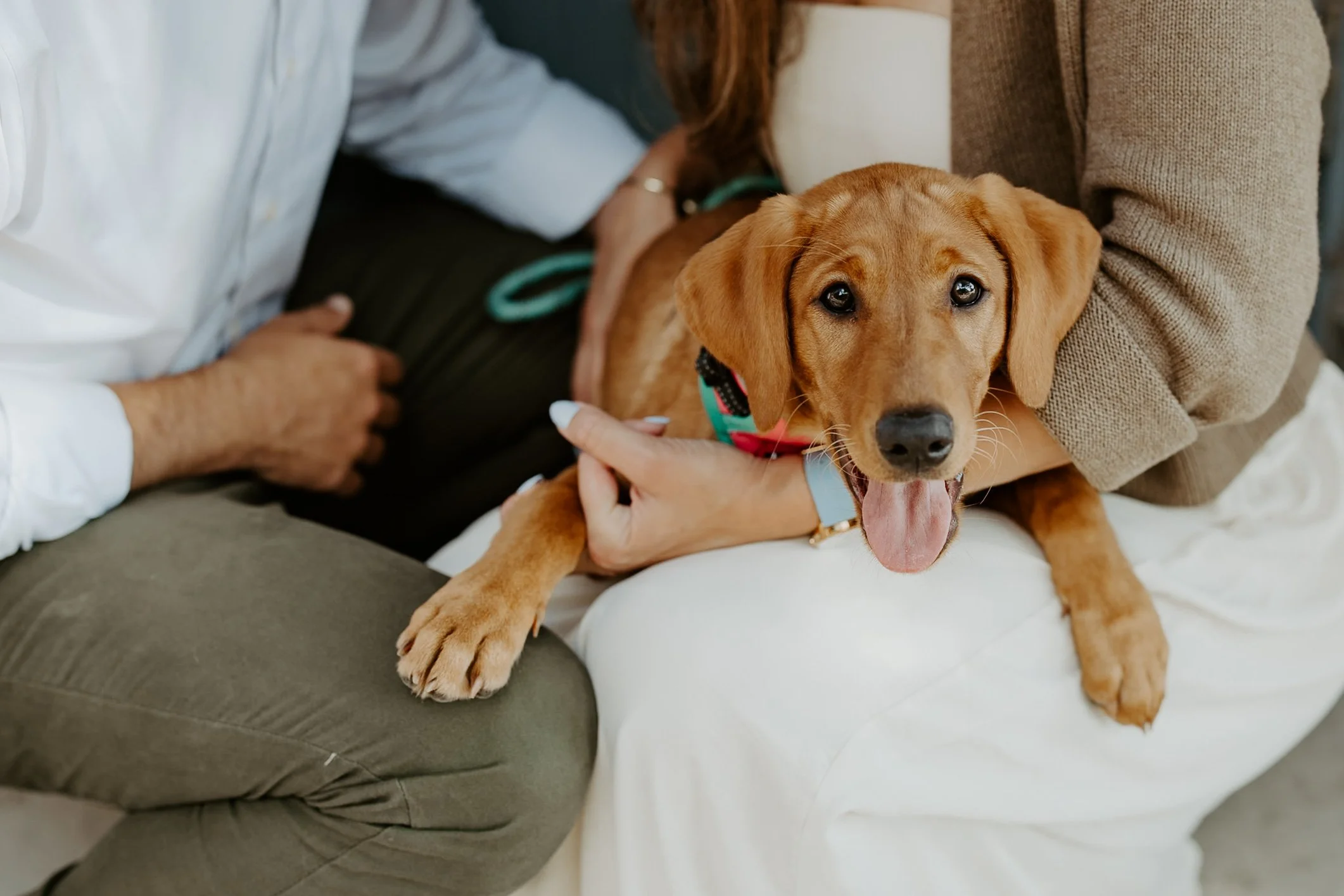 A puppy with light brown fur and floppy ears sitting on a person's lap, looking at the camera with tongue out. The person is wearing a beige sweater and white pants, and another person wearing a white shirt is next to them, partially visible.