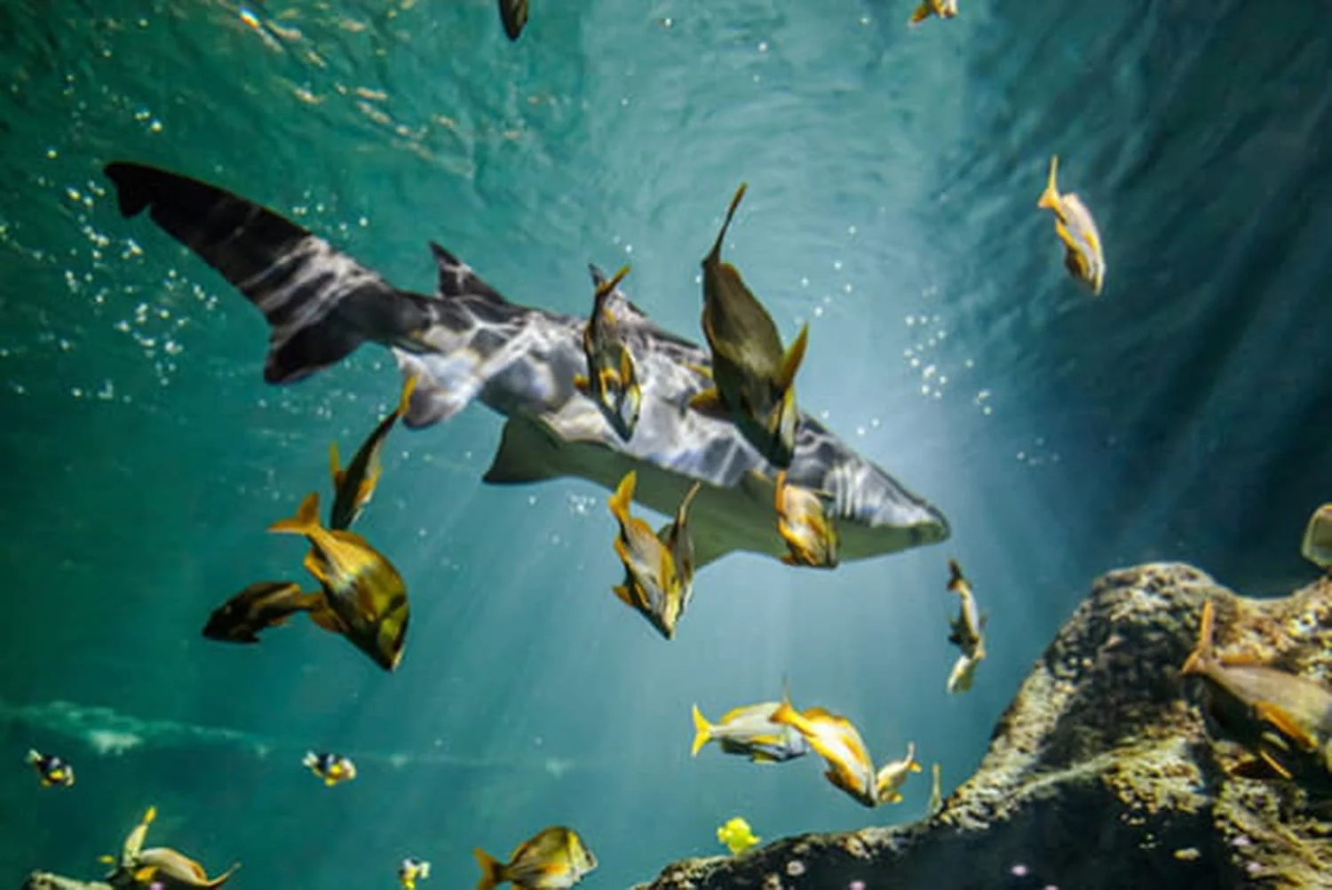 Un requin nage dans l'océan entouré de plusieurs poissons colorés. Le fond est constitué d'eau claire avec une éclairage naturel.