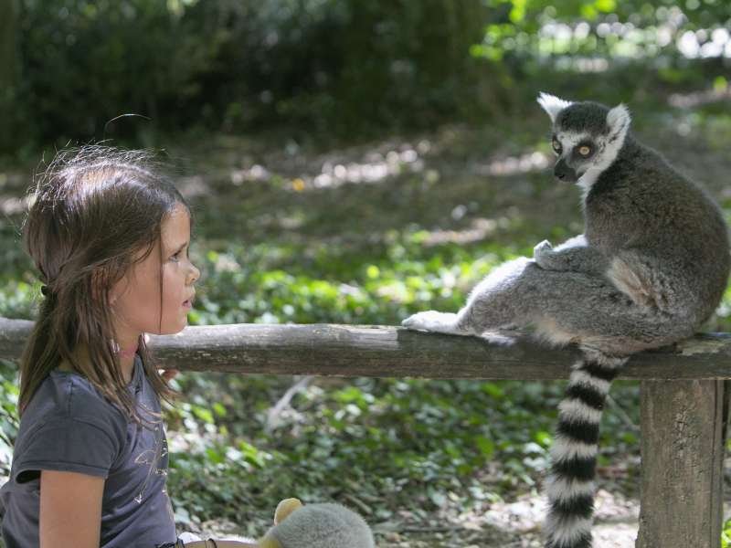 Une fille regarde un lemur assis sur une branche dans la nature.