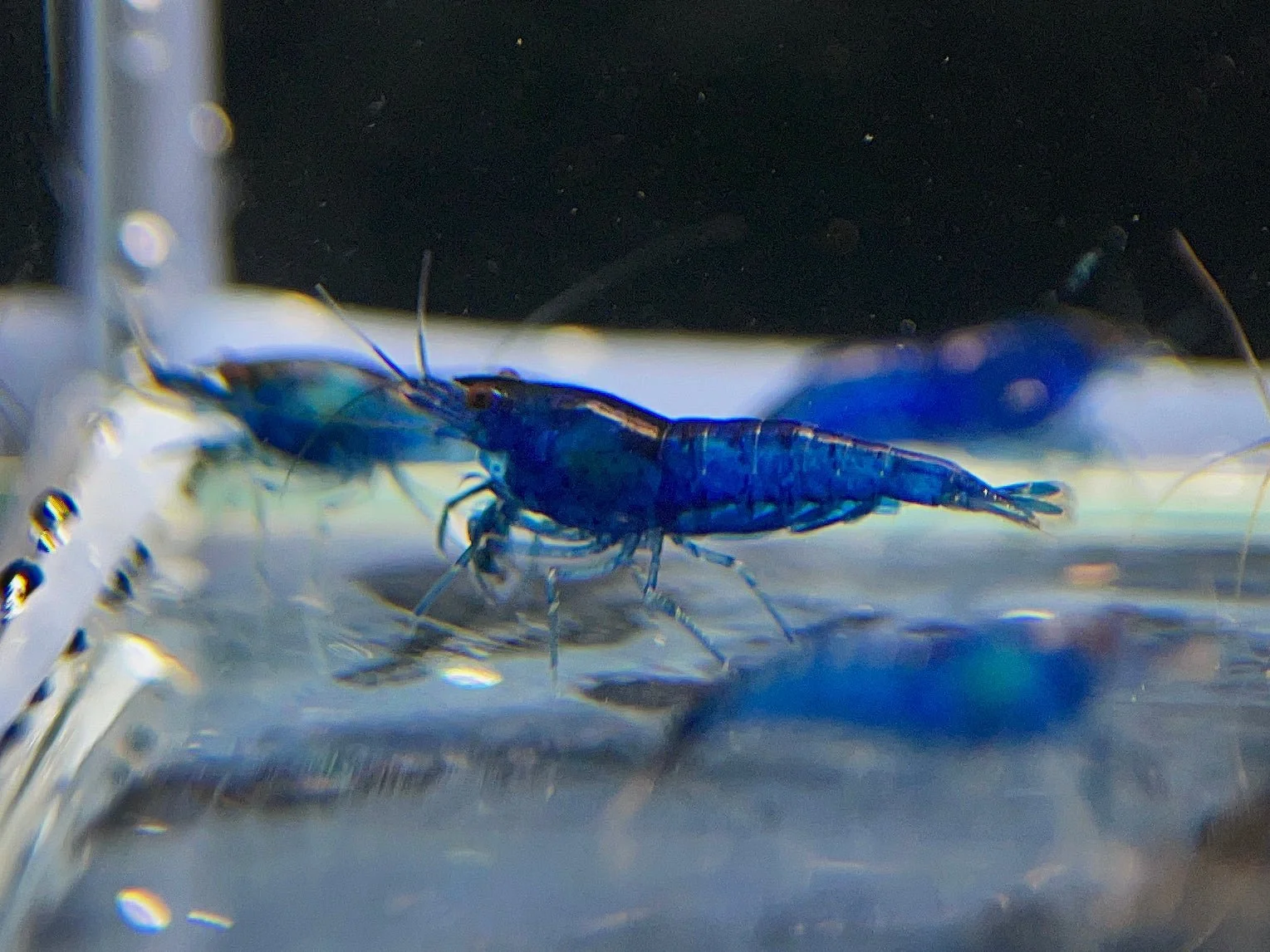 Cobalt Blue Shrimp 1.jpg