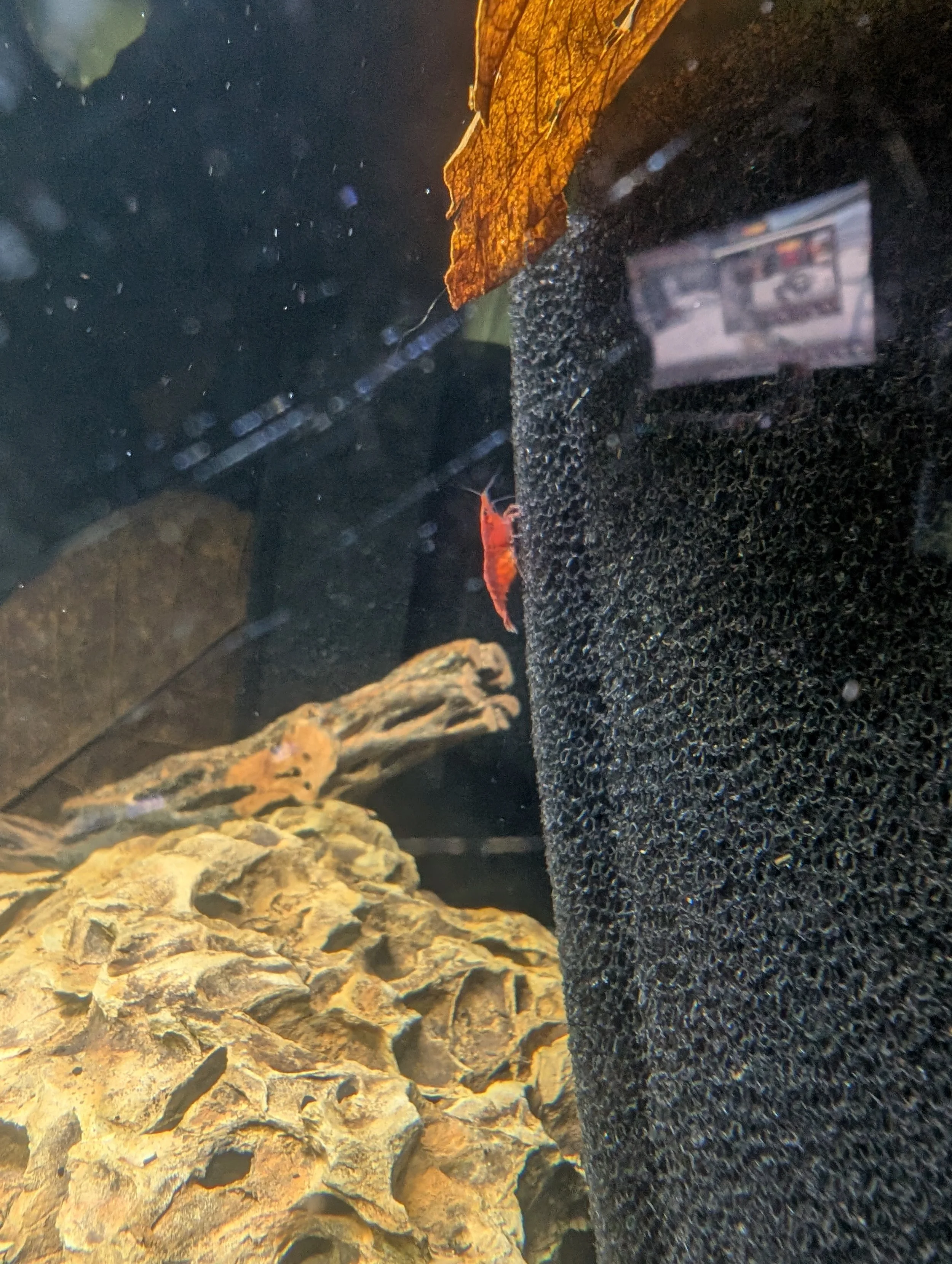 Red Shrimp 4.jpg
