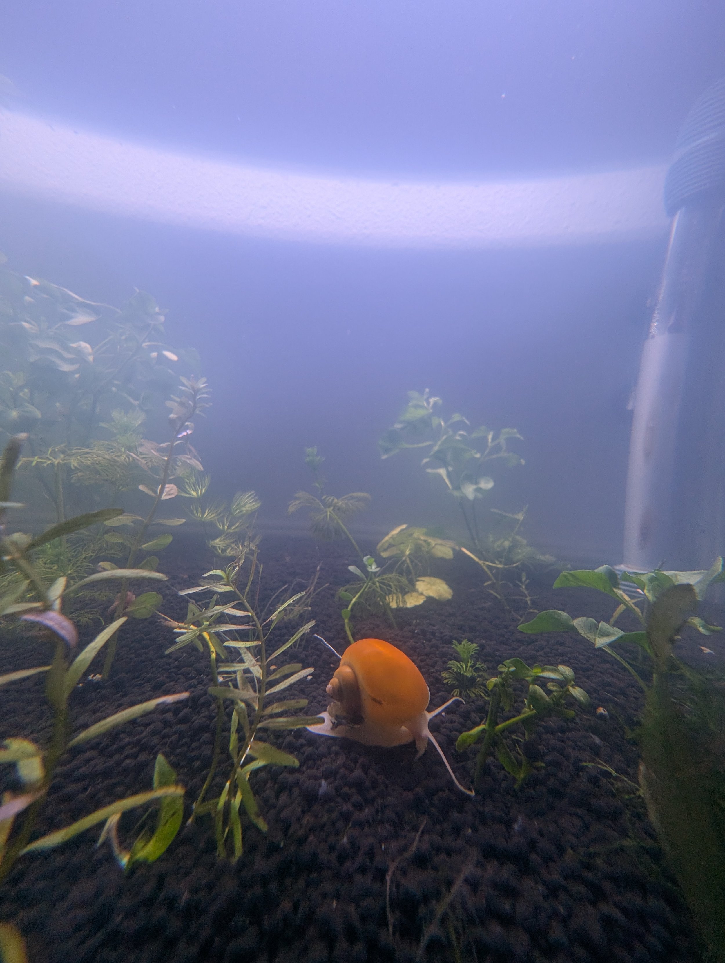 Ivory Mystery Snail