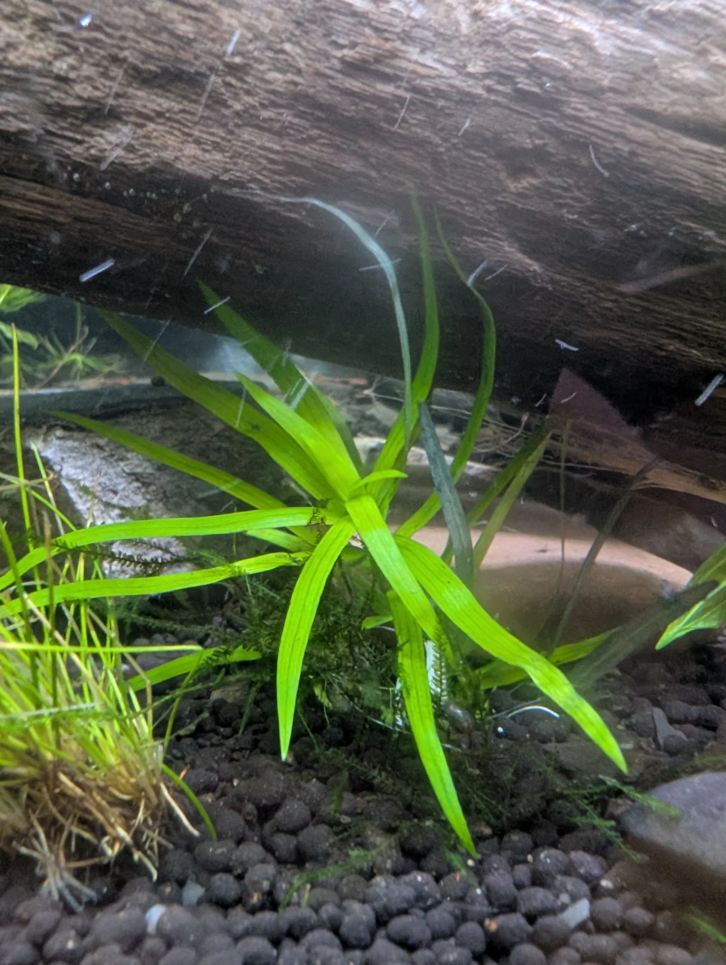 Dwarf Sag Stem