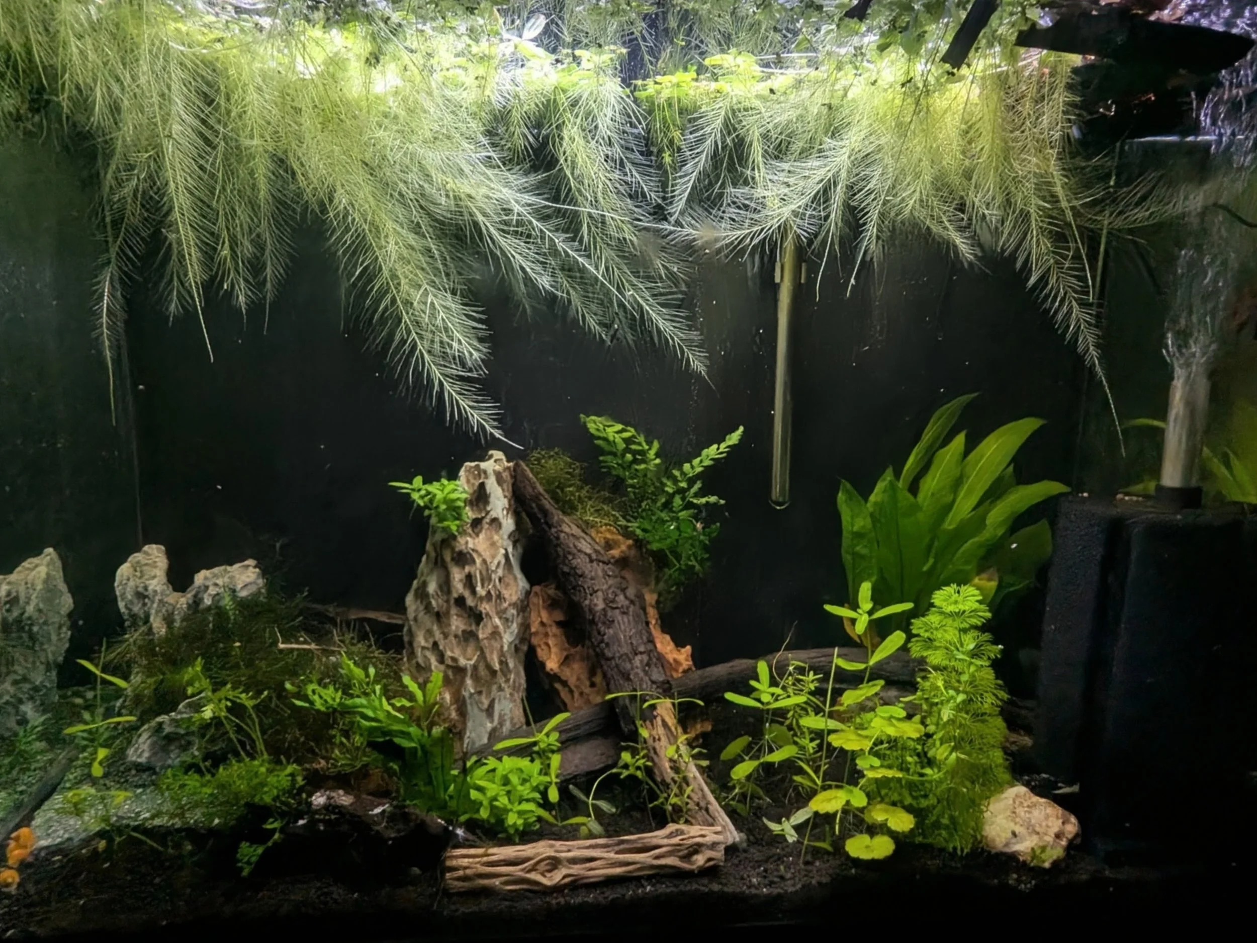A lush, green terrarium with a variety of plants, moss, rocks, and driftwood, creating a naturalistic environment.