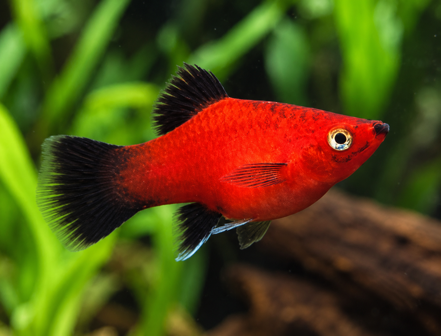 Red Wag Platy
