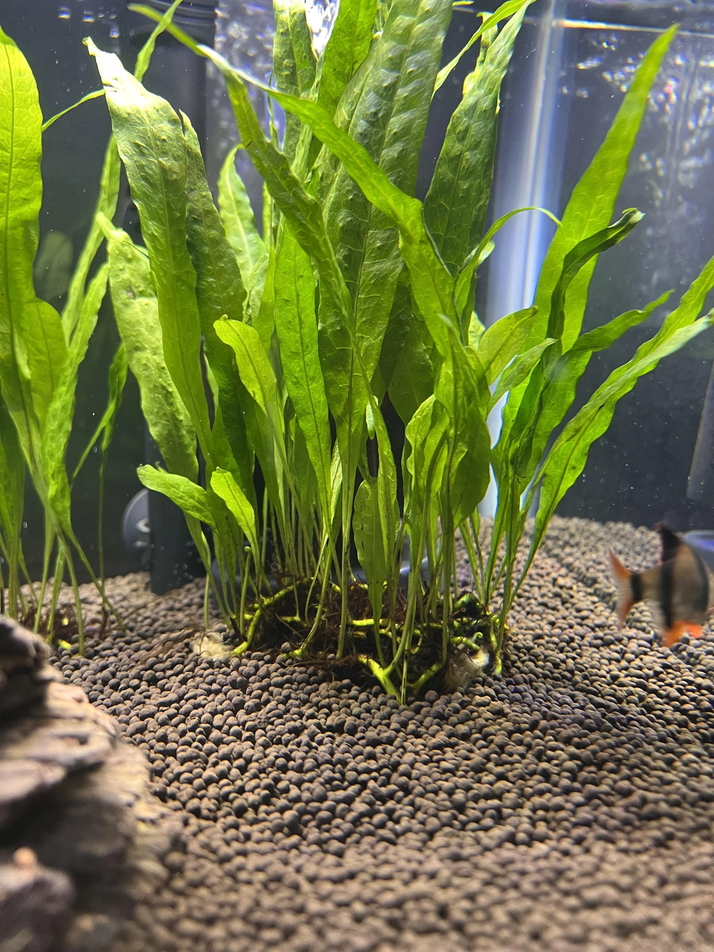 Java Fern Clip