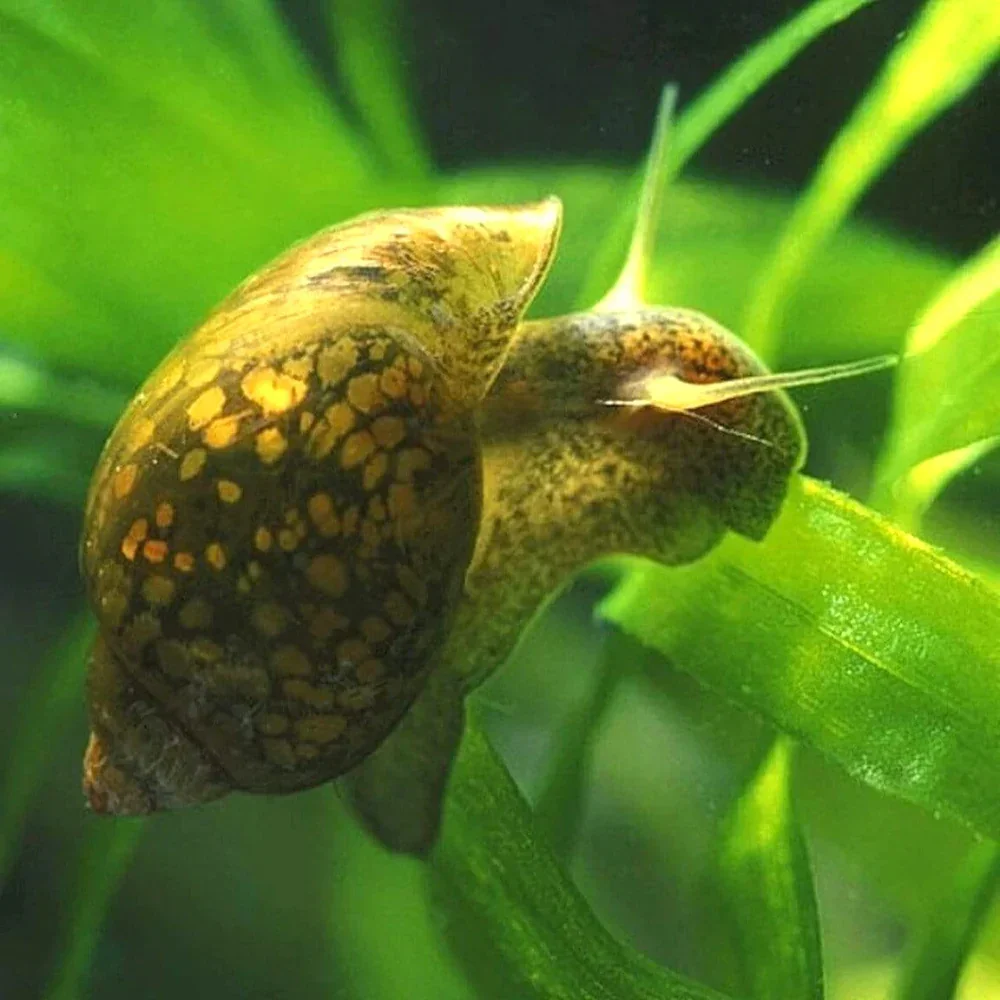 Bladder Snail Bag