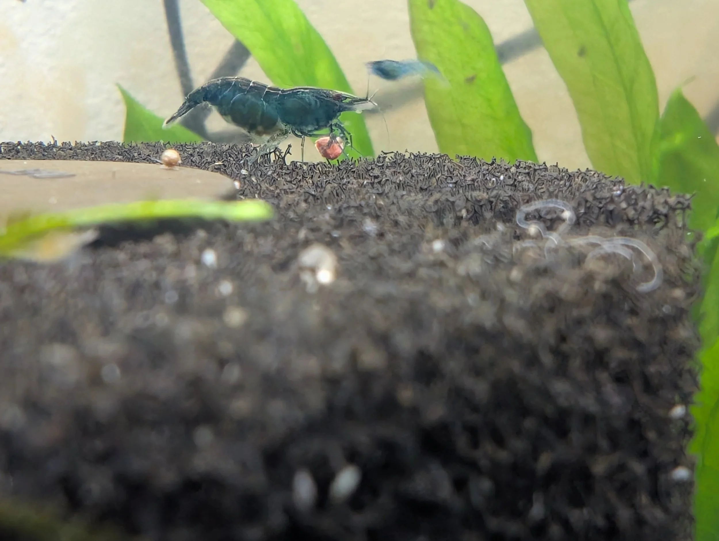 Blue+Shrimp+1.jpg