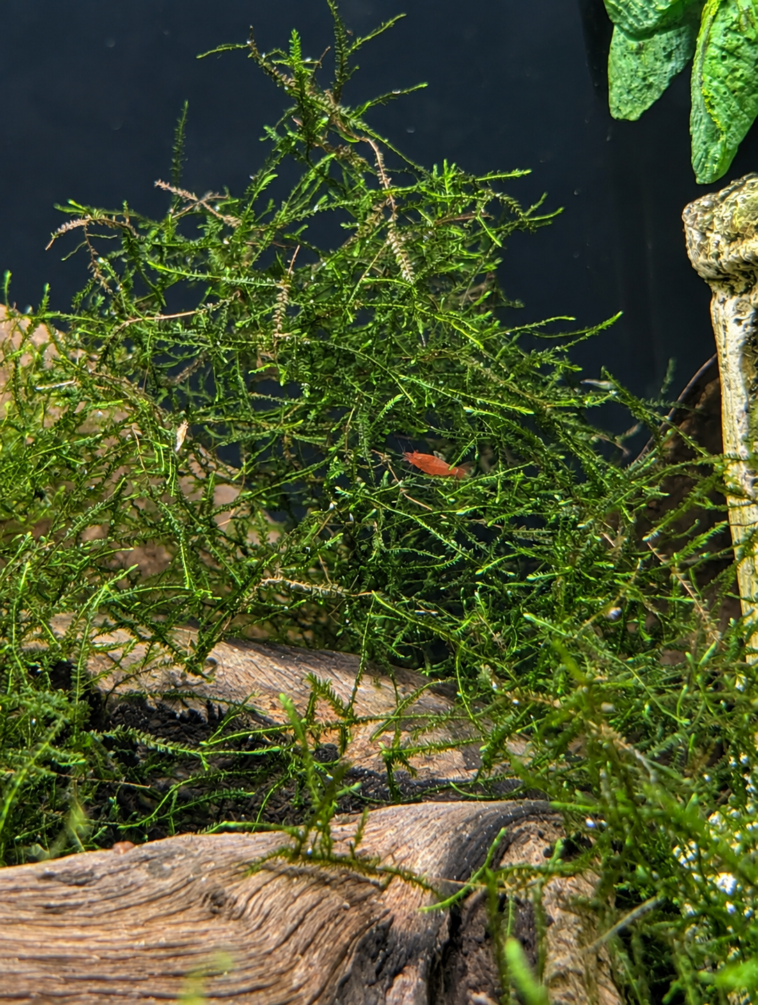Java Moss Cup