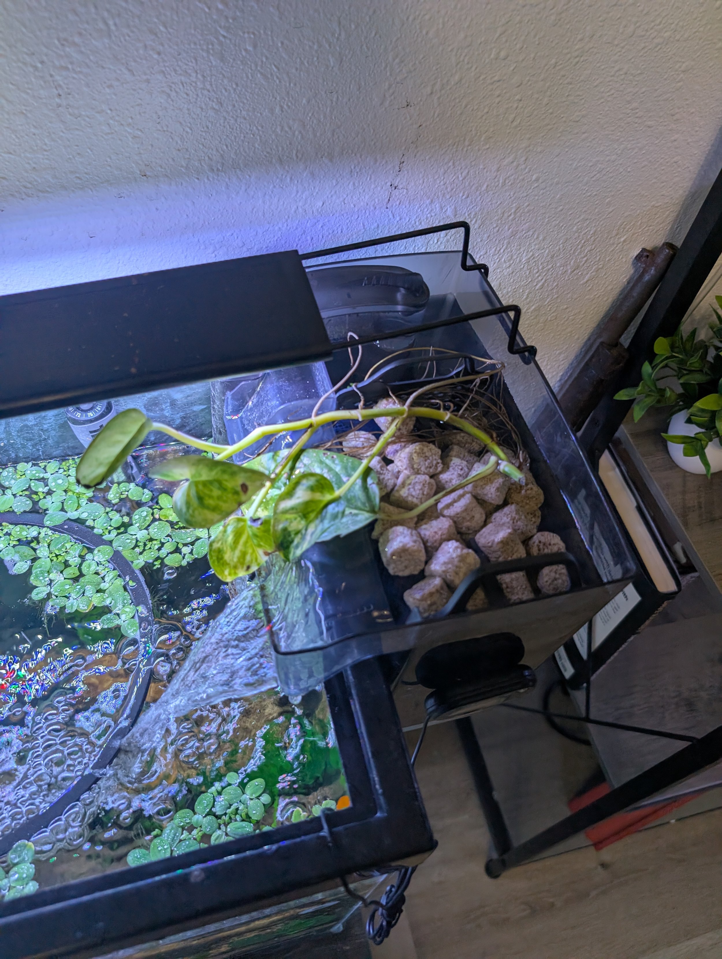 Pothos Clipping
