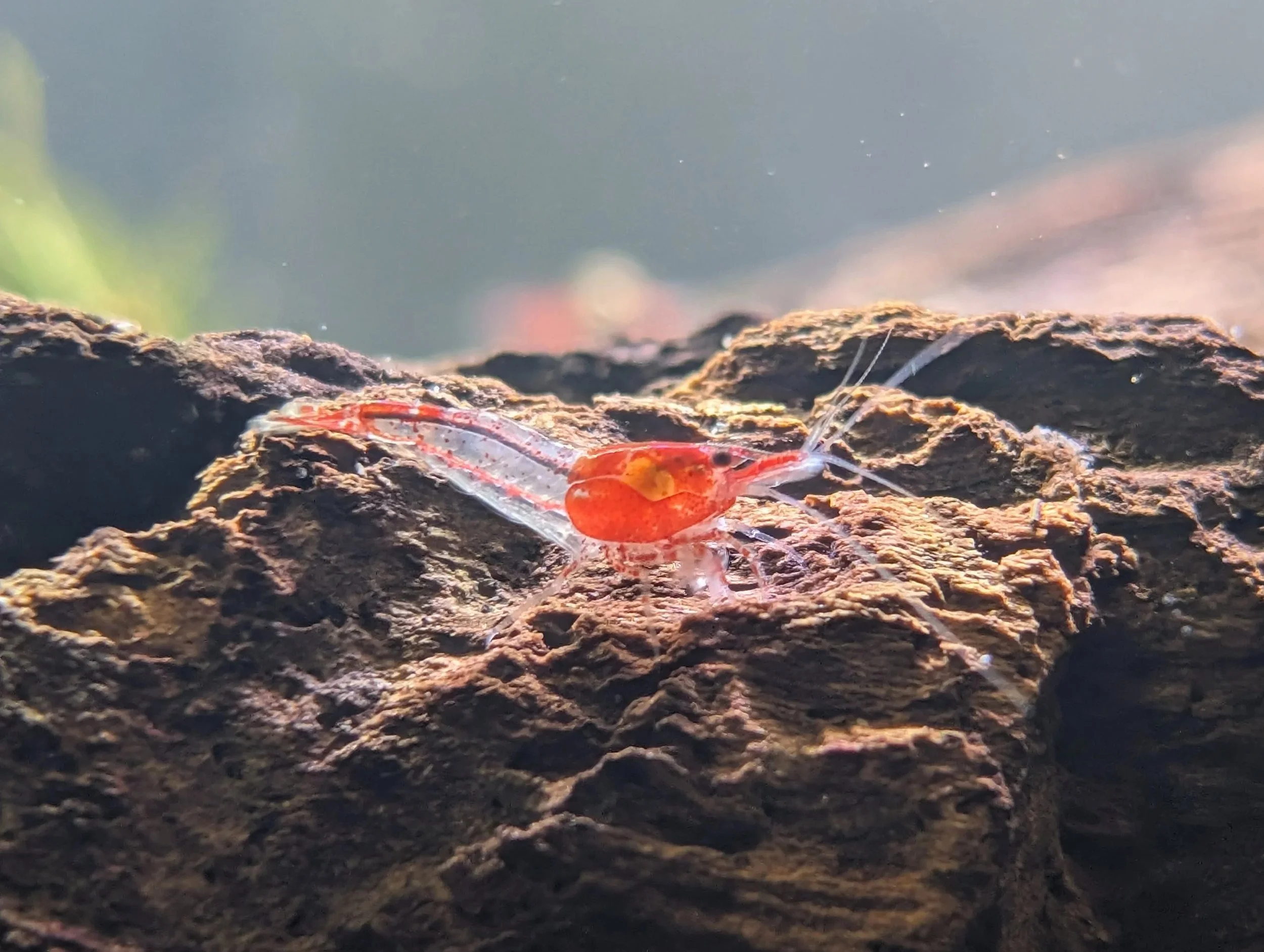Red+Rili+4.jpg