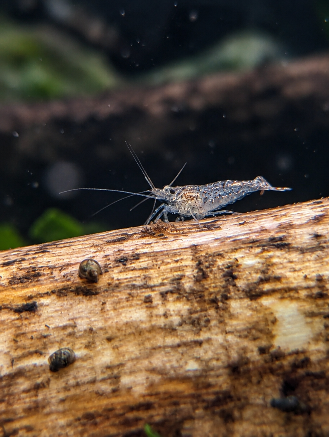 Cull Neocaridina Shrimp