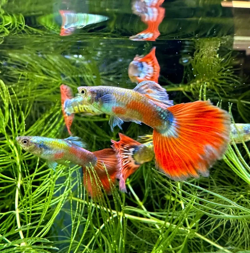 Assorted Fancy Guppies